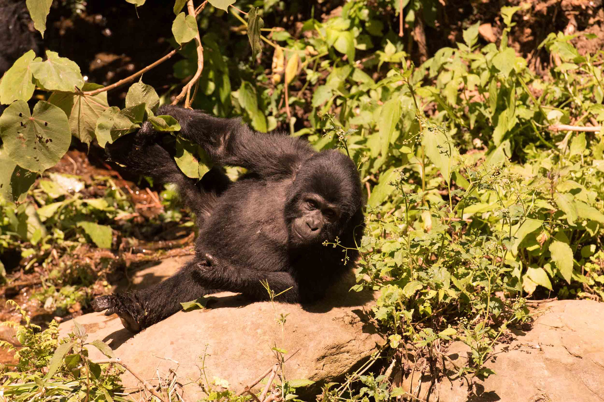 BERGGORILLA - MOUNTAIN GORILLA