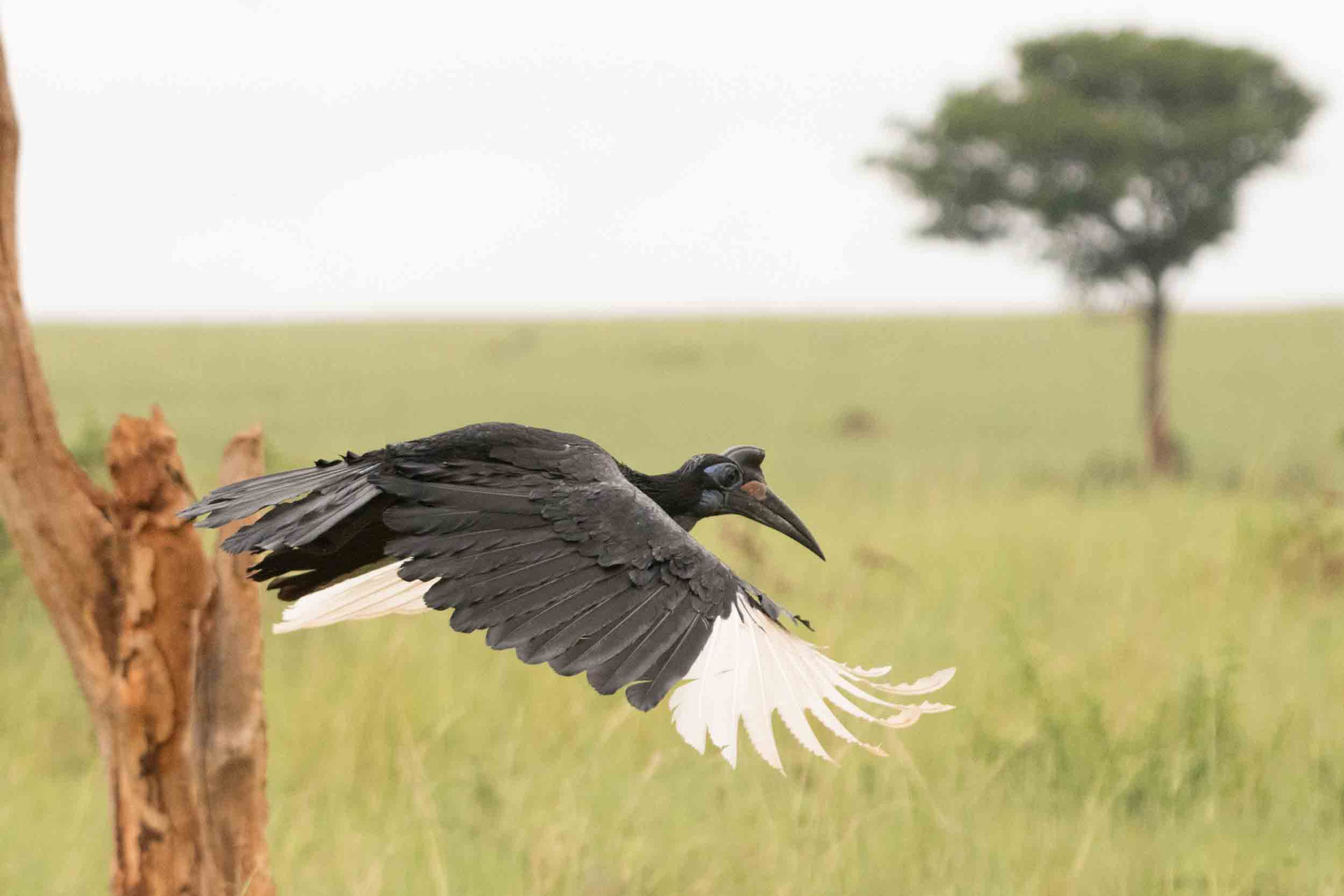 NÖRDLICHER HORNRABE - ABYSSINIAN GROUND HORNBILL