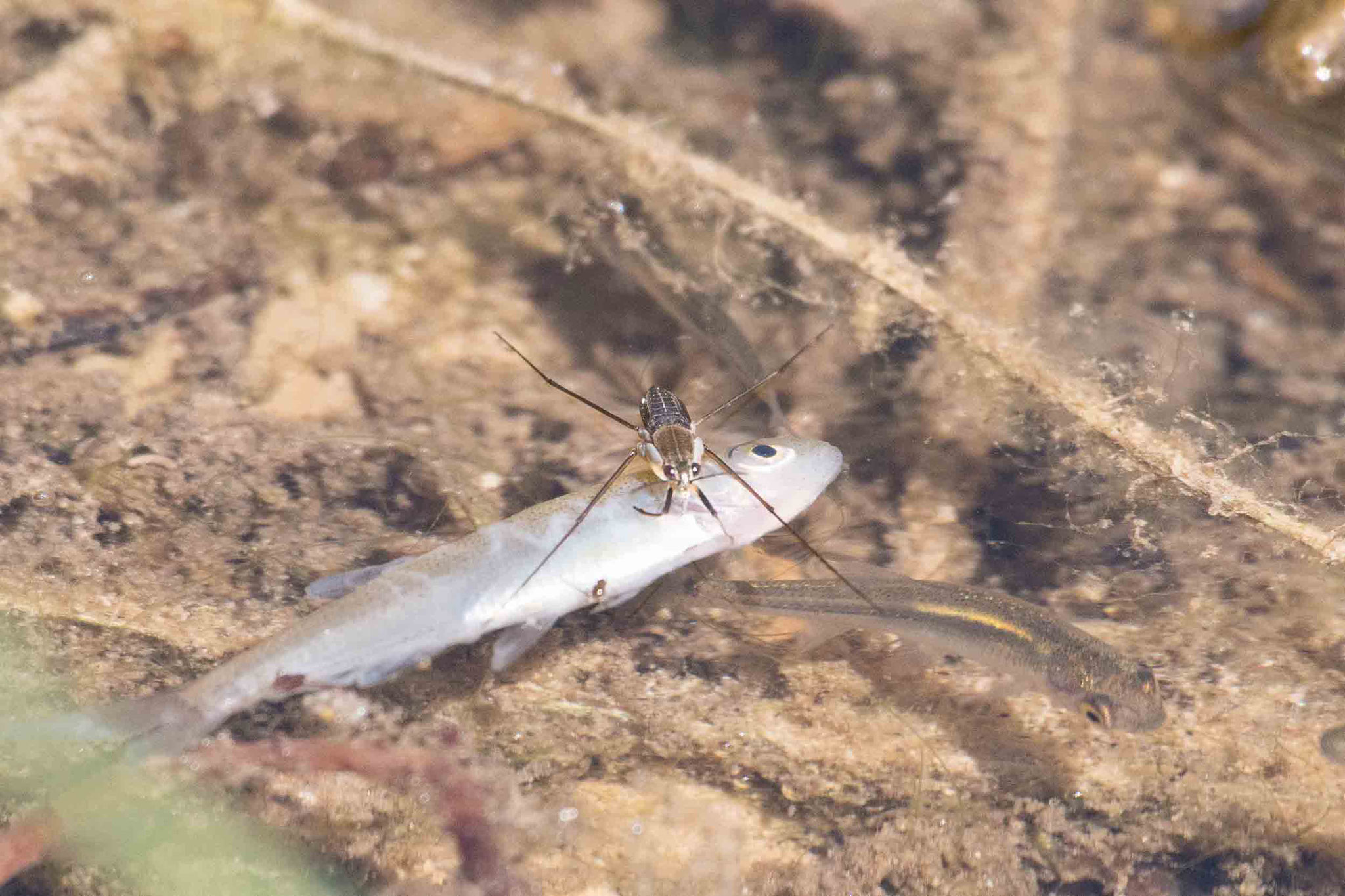 WASSERLÄUFER / SKIMMER