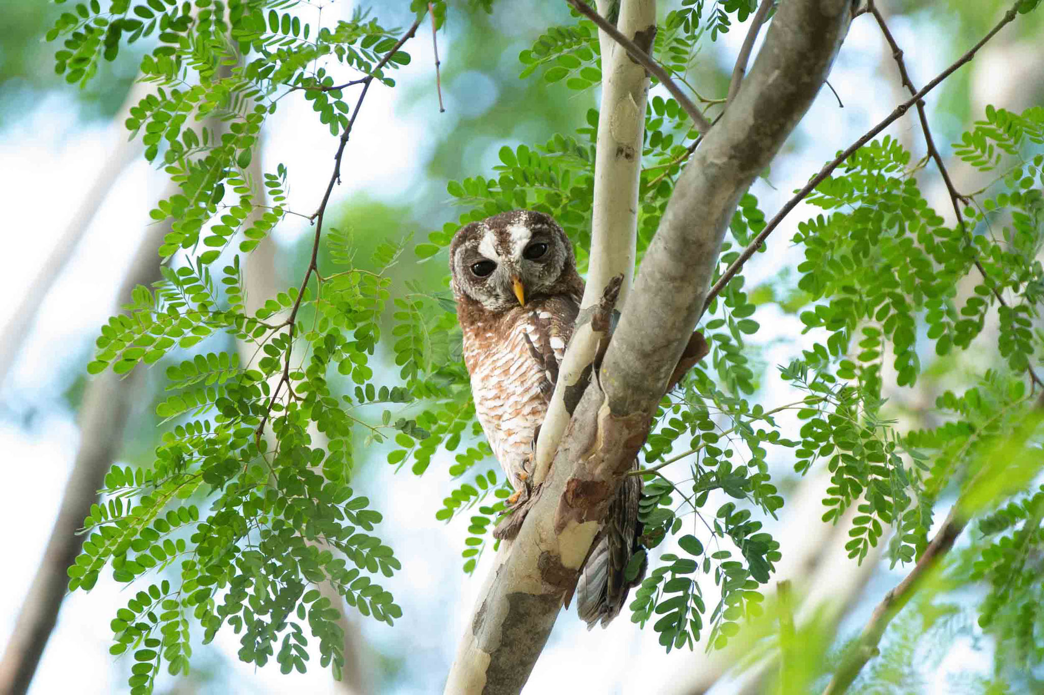 AFRIKA-WALDKAUZ - AFRICAN WOOD OWL