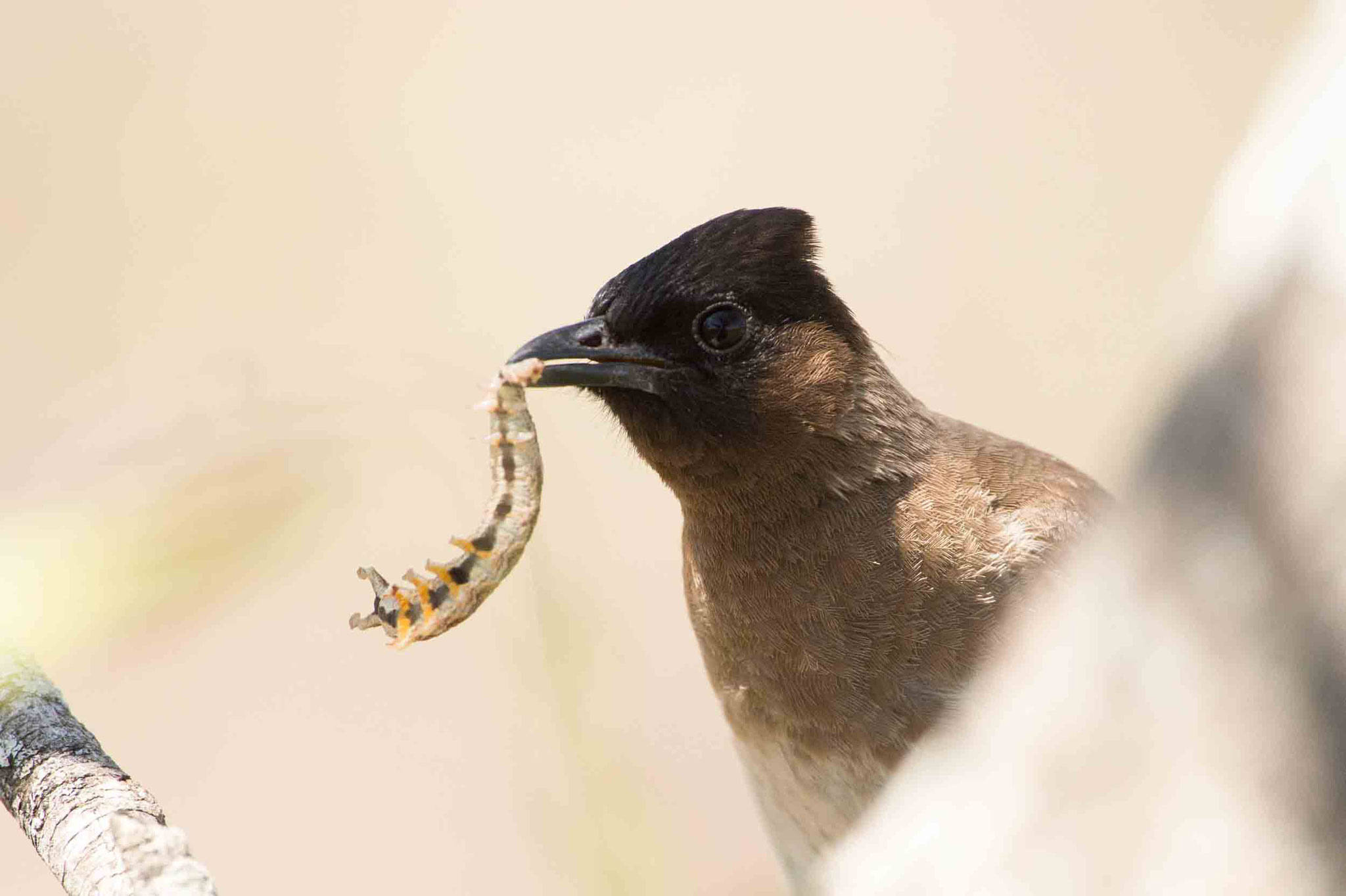 GELBSTEISSBÜLBÜL - DARK-CAPPED BULBUL