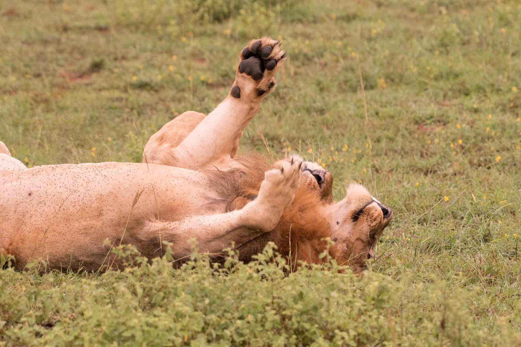 LÖWE - LION