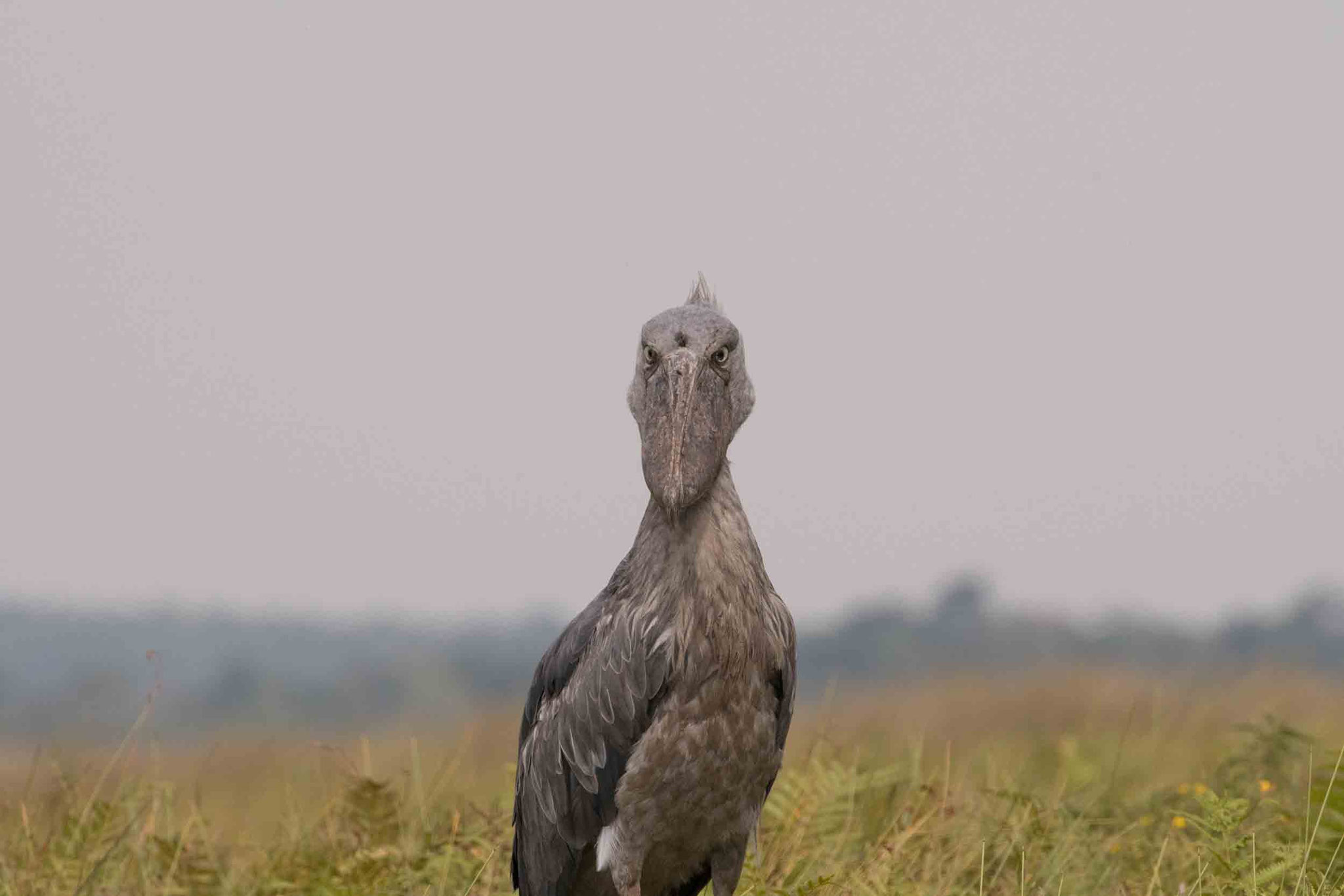 SCHUHSCHNABEL - SHOEBILL
