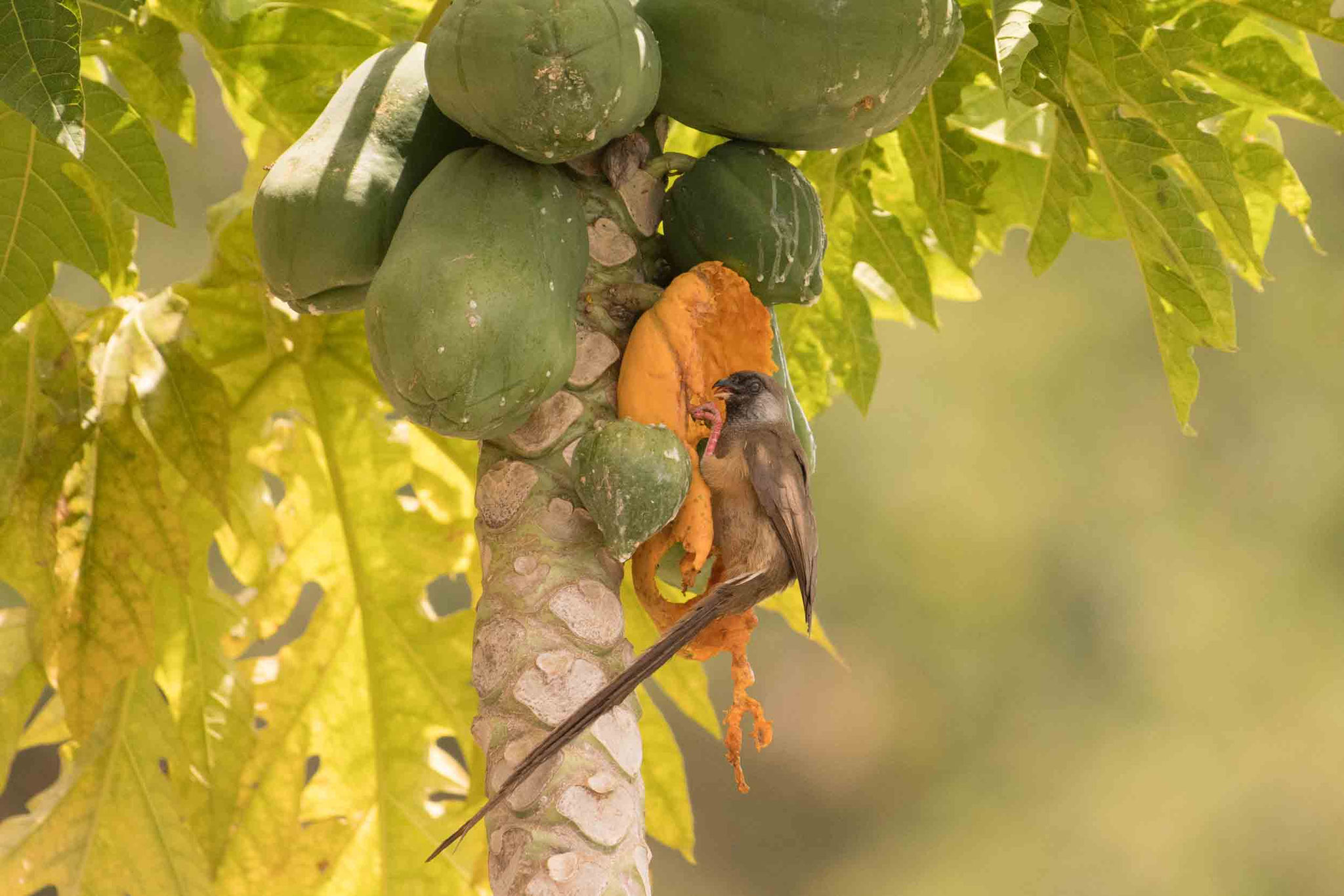BRAUNFLÜGEL-MAUSVOGEL - SPECKLED MOUSEBIRD