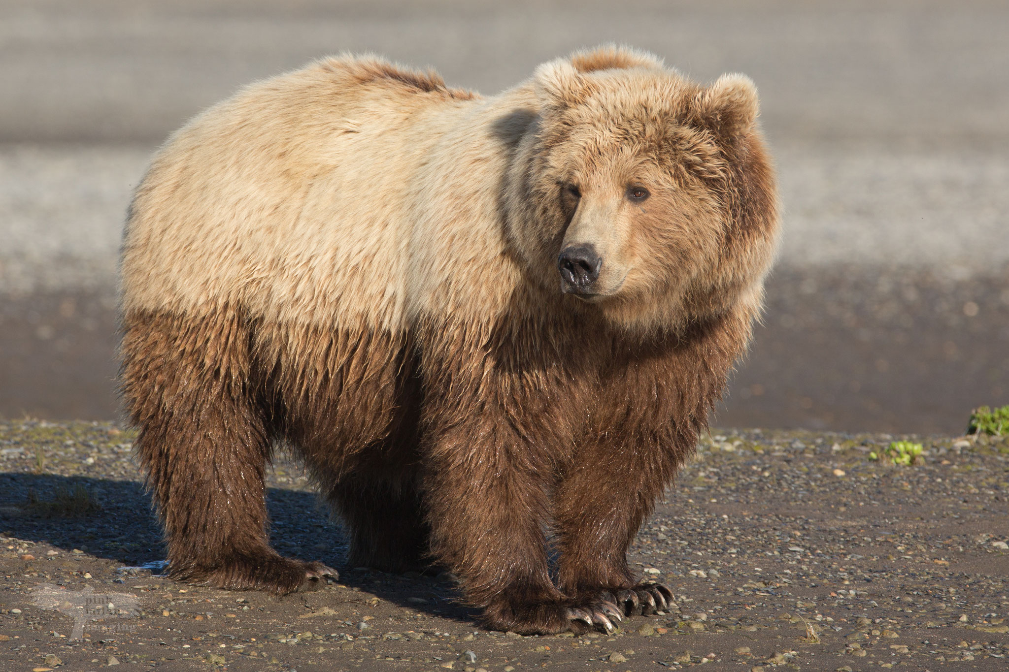 Alaska Grizzly, Katmai National Park