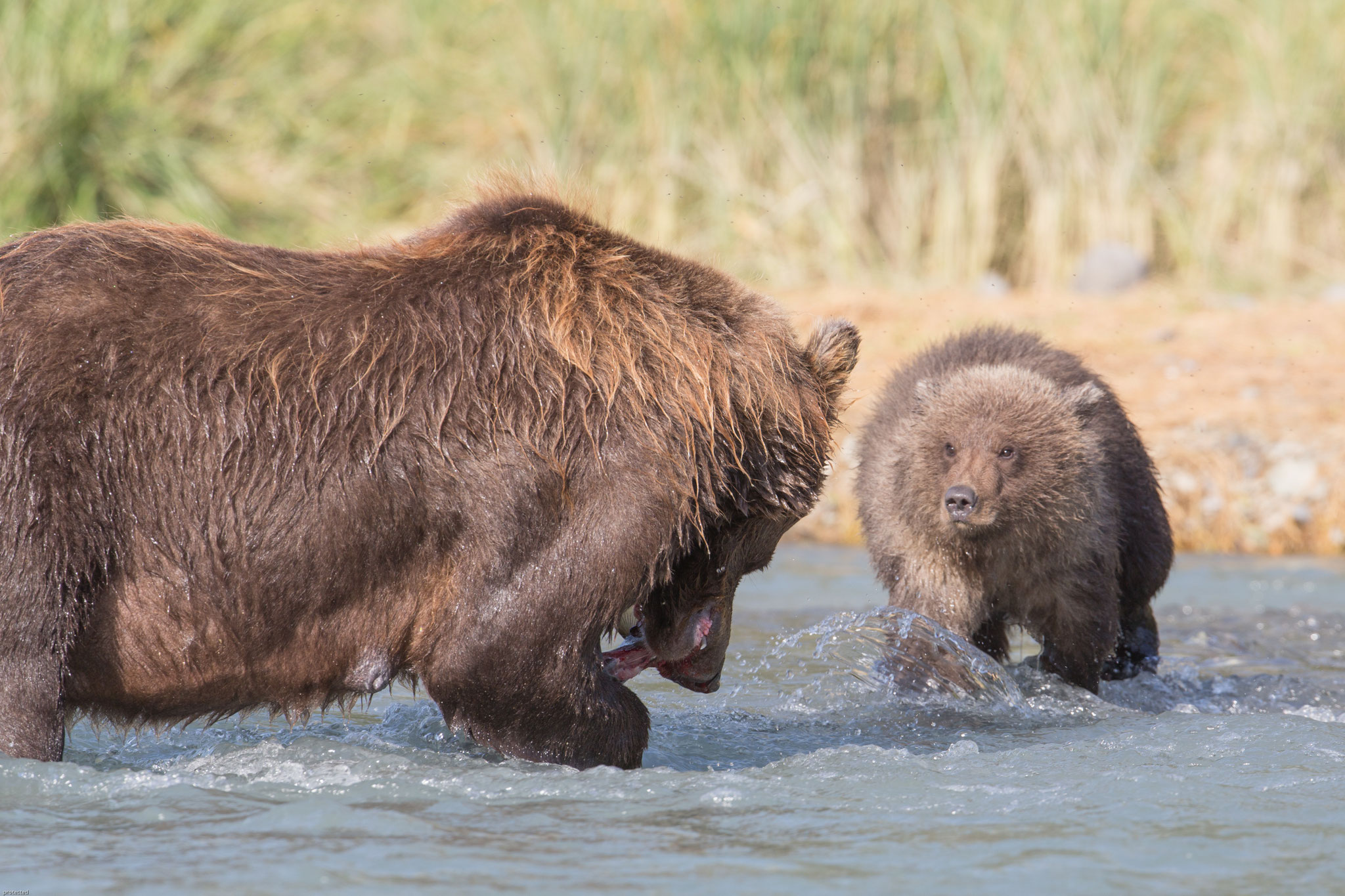 Alaska Grizzly, Katmai National Park