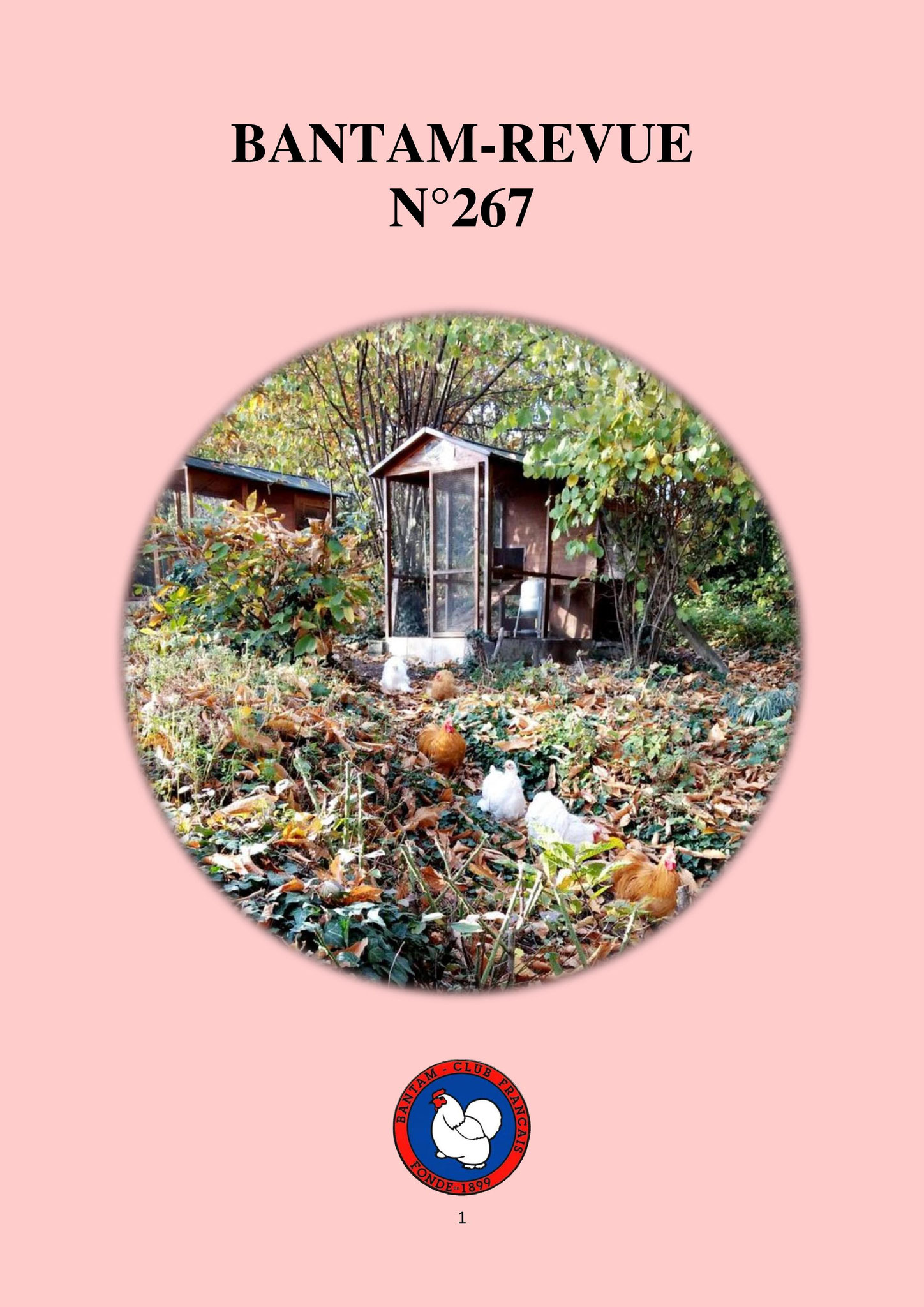 Sommaire : CR de l'AG du BCF 2017 / La ligne de dos et la forme de la queue chez la Wyandotte / La Pékin coucou / Tiel 2017 : Festival des naines belges / Fête spéciale Anniversaire Sir John Sebright / La Phoenix saumon bleu argenté / CR de régionaux 