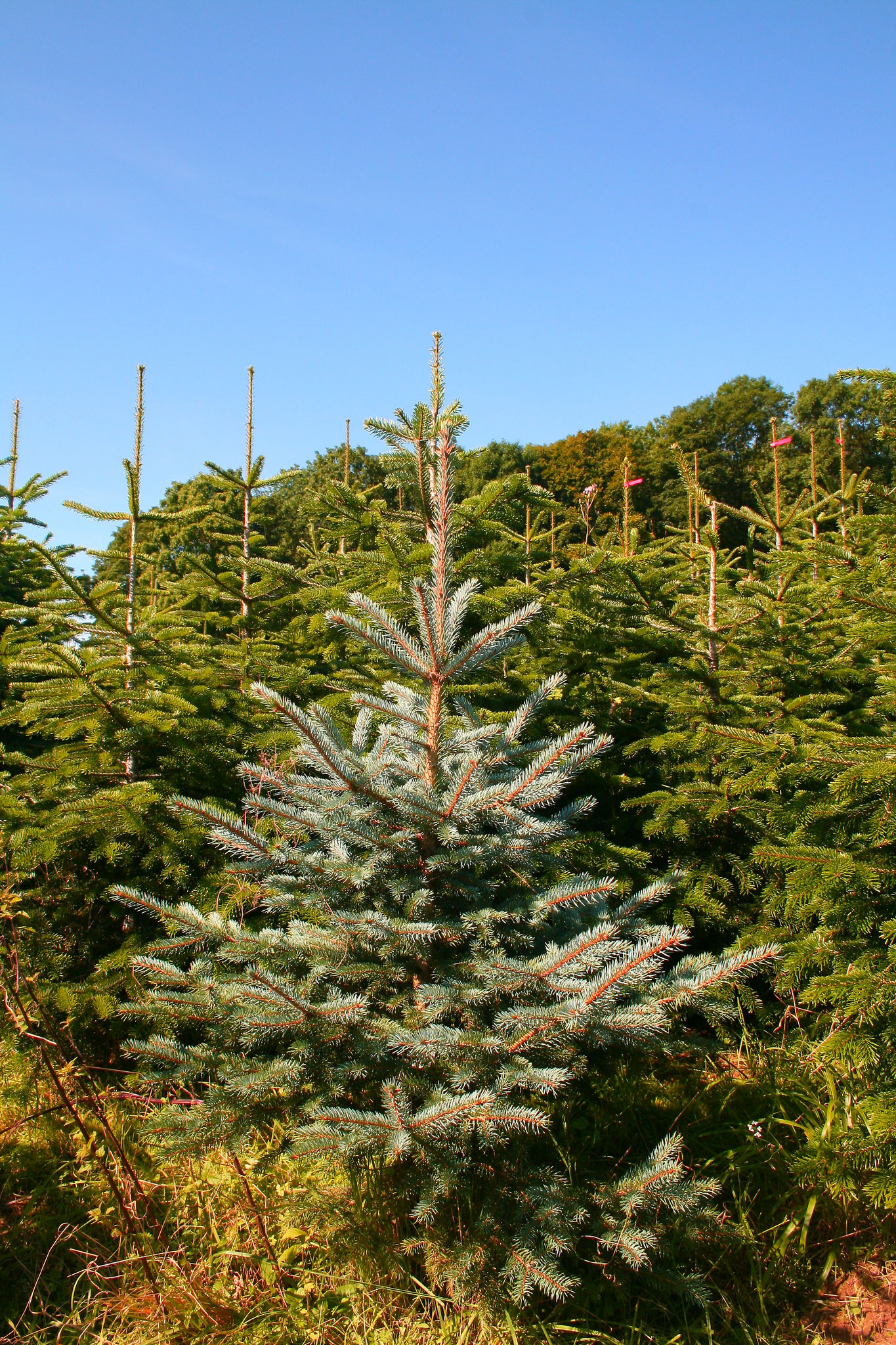 Blaufichte, Hildesheimer Wald