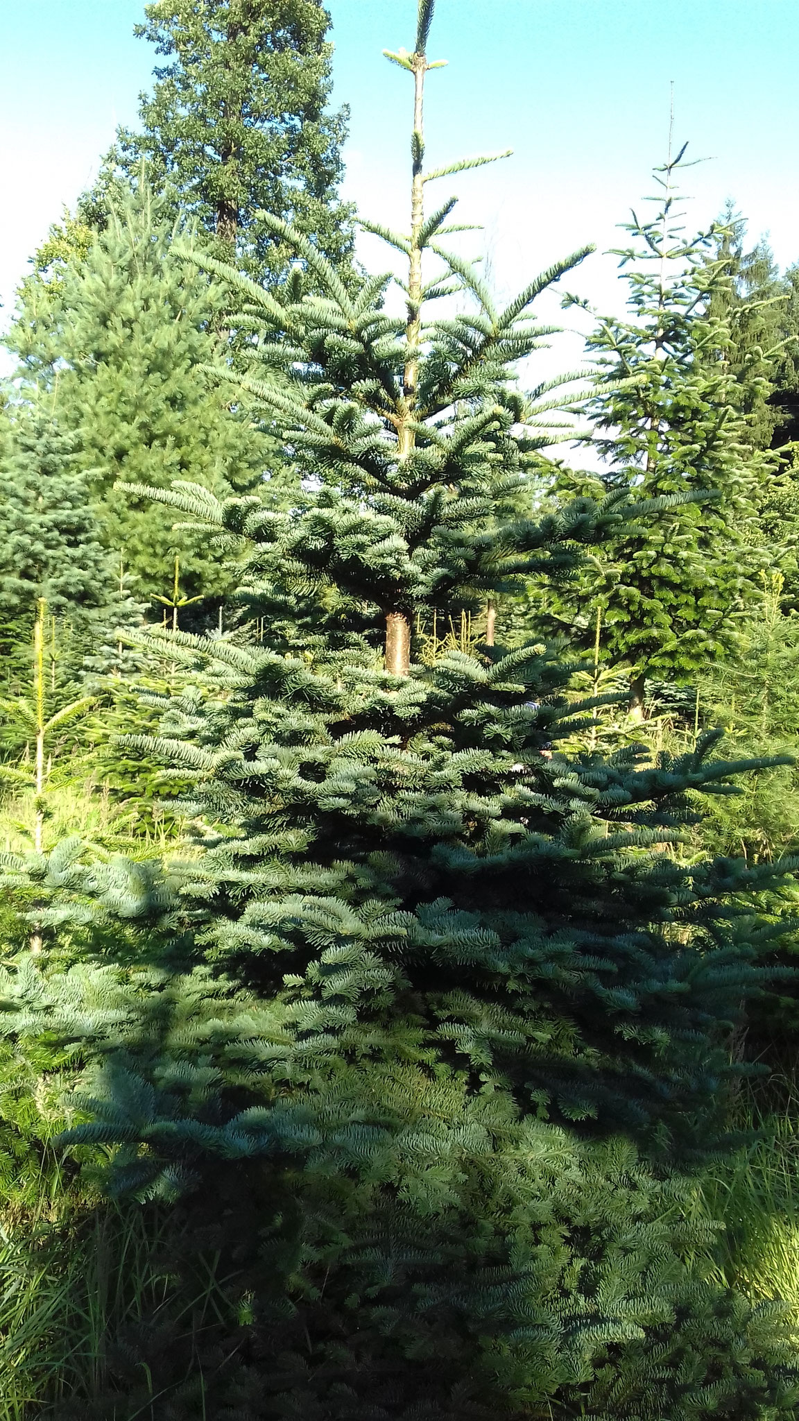 Nobilis, Hildesheimer Wald