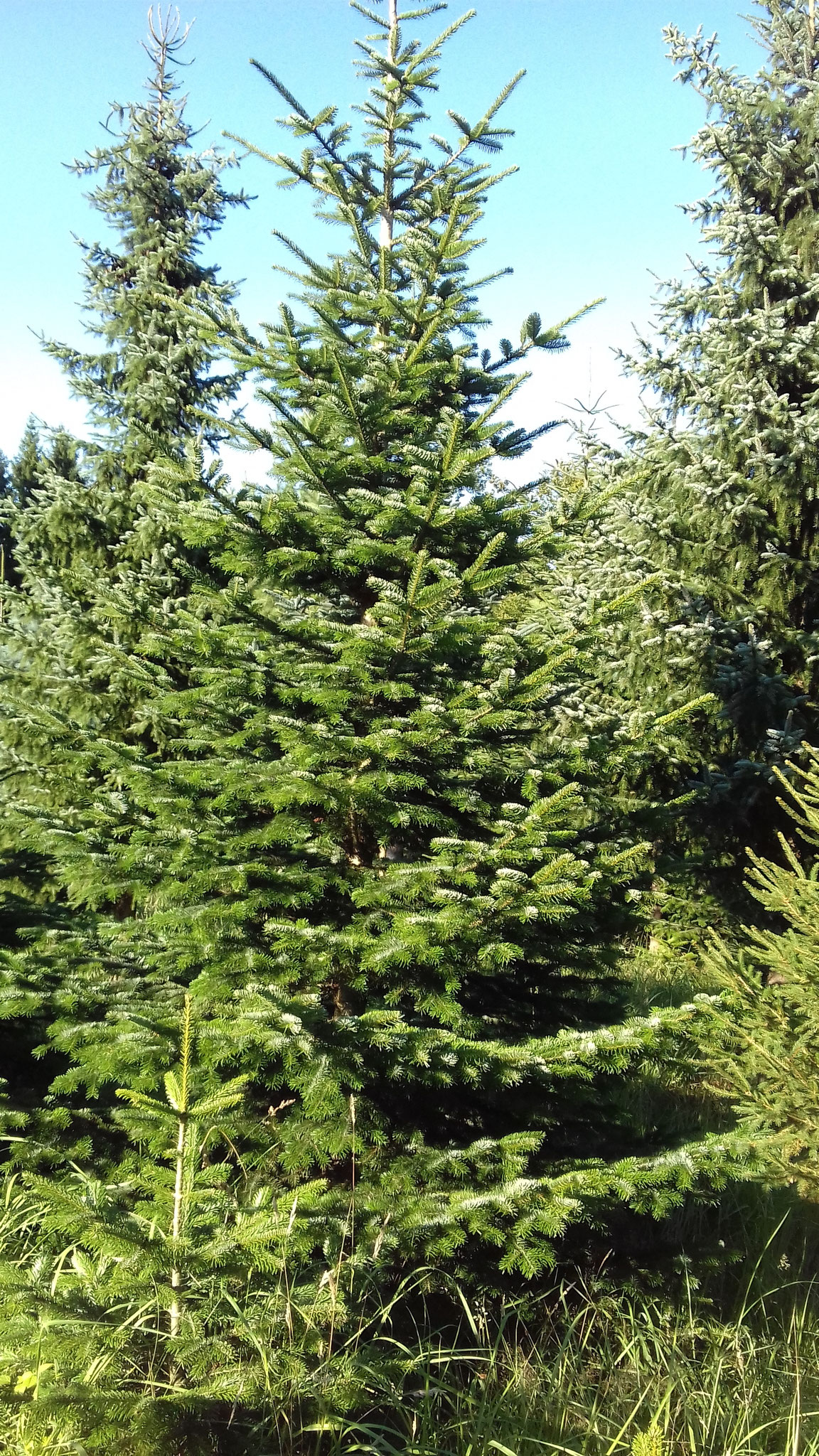 Nordmann-Tanne, Hildesheimer Wald
