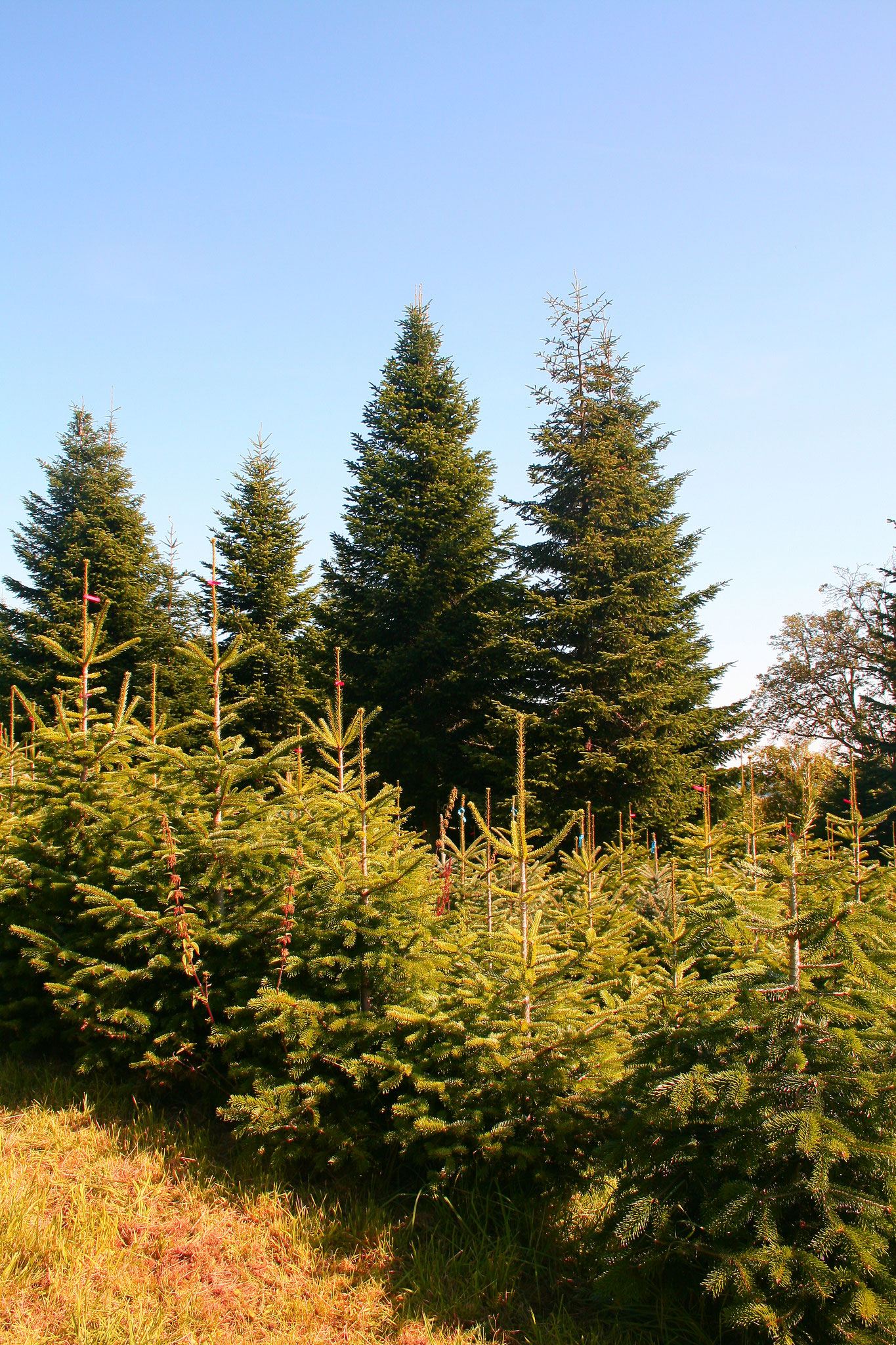 Baum Silberner Stamm Baum Silberner Stamm