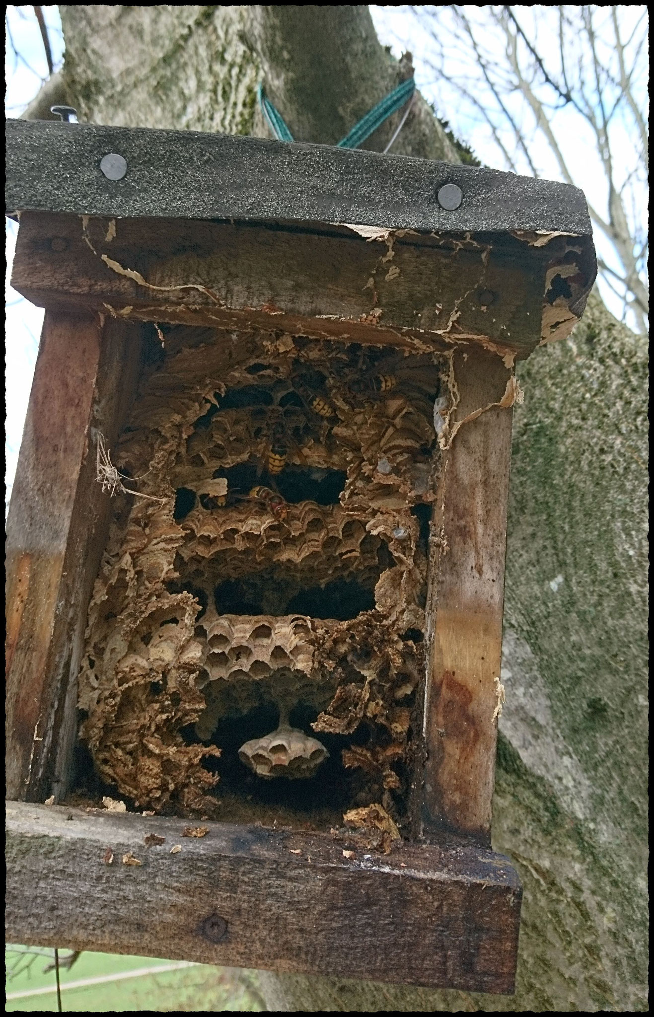 Ein Holznistkasten, gefüllt mit mehrstöckigen Hornissenwaben.