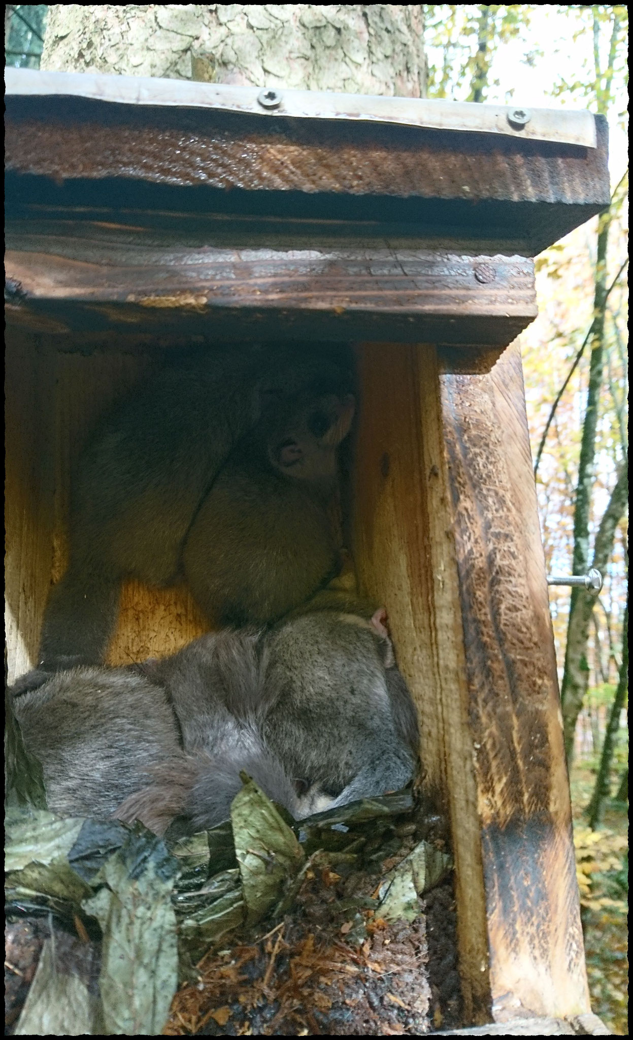 mindestens 4 junge Siebenschläfer. Zu erkennen ist der Nest-Überbau mit Laubblättern.