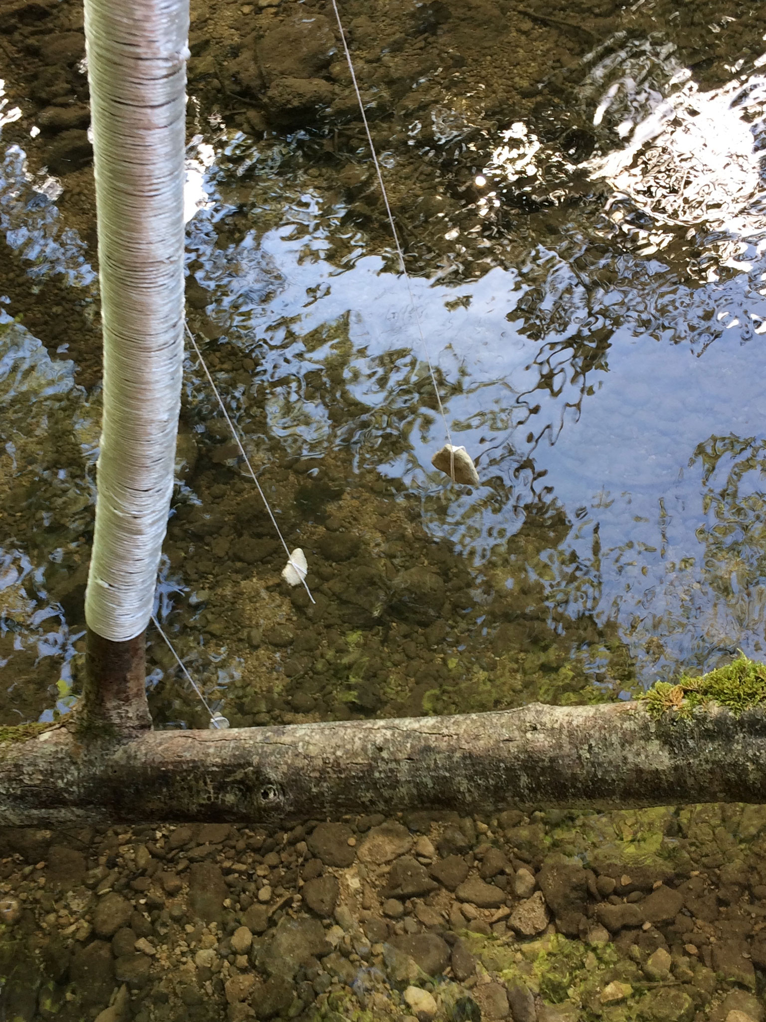 Omwonden dode boom (detail).