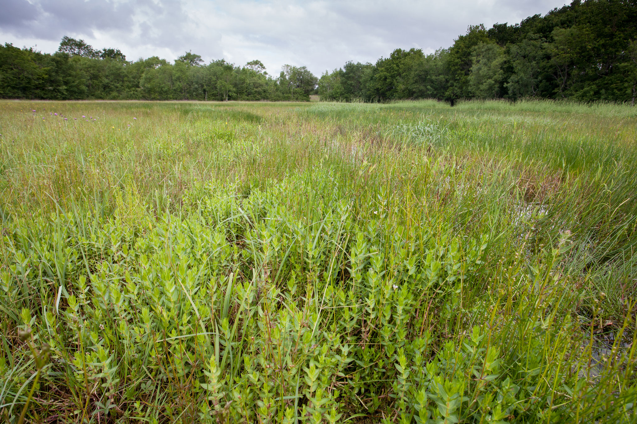 Complexe de mégaphorbiaies et de prairies marécageuses à Gratiola officinalis