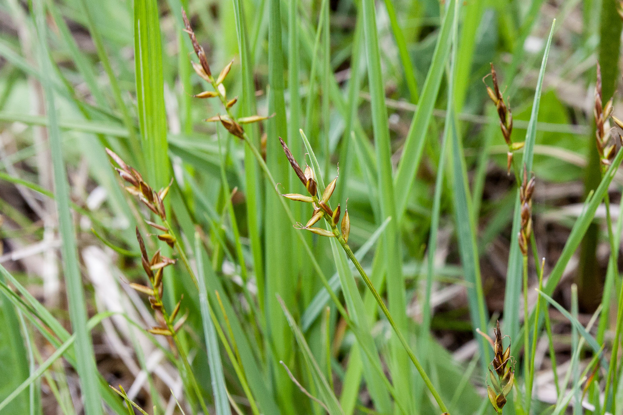 Carex pulicaris