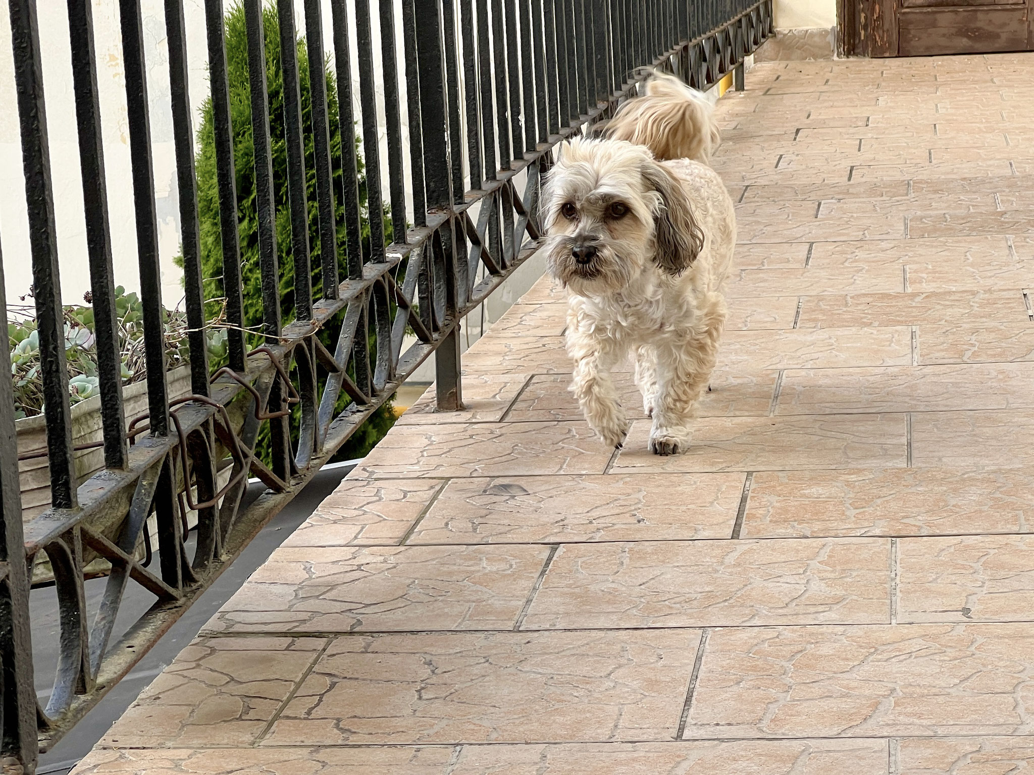 Fierce guard dog