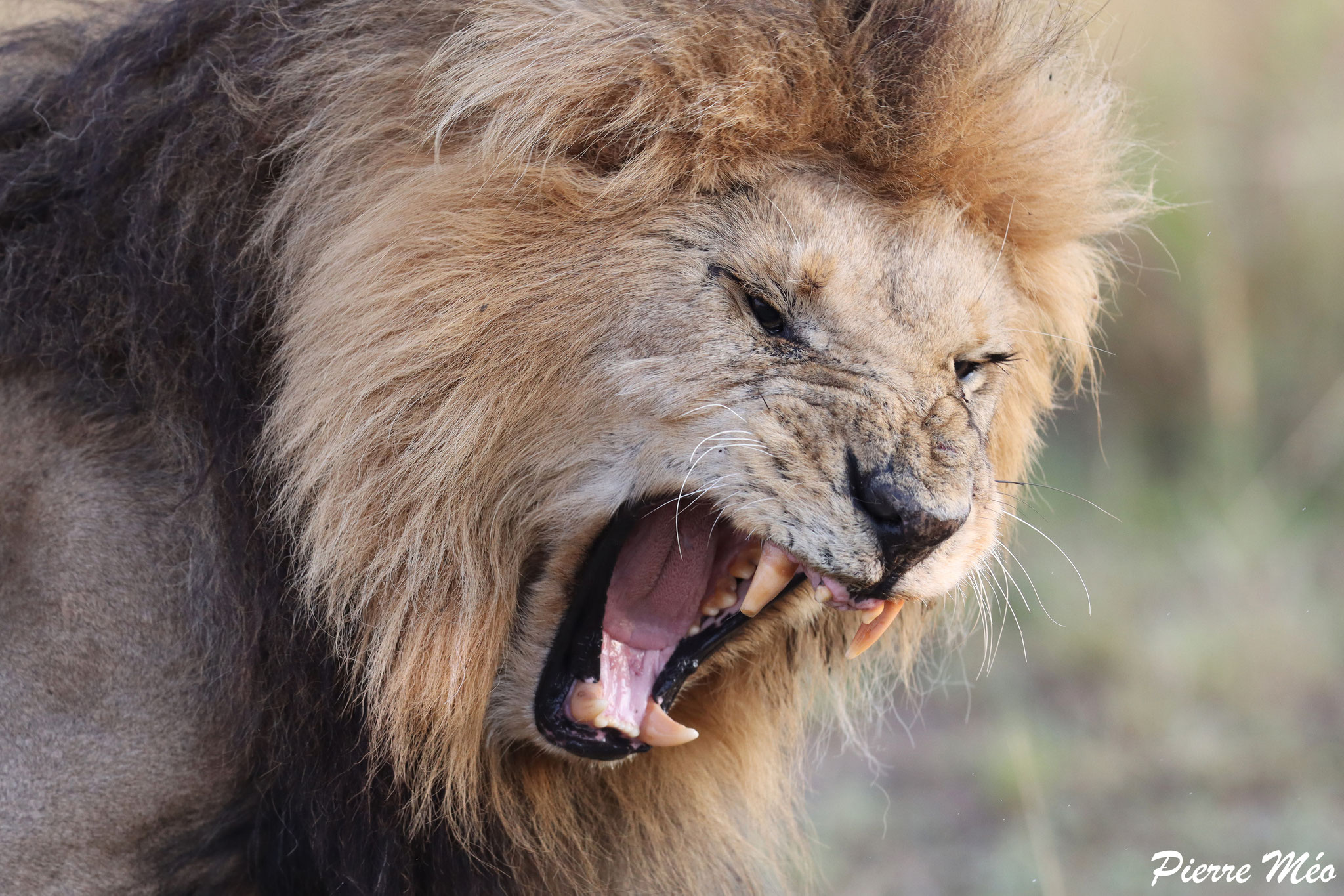 Masai Mara