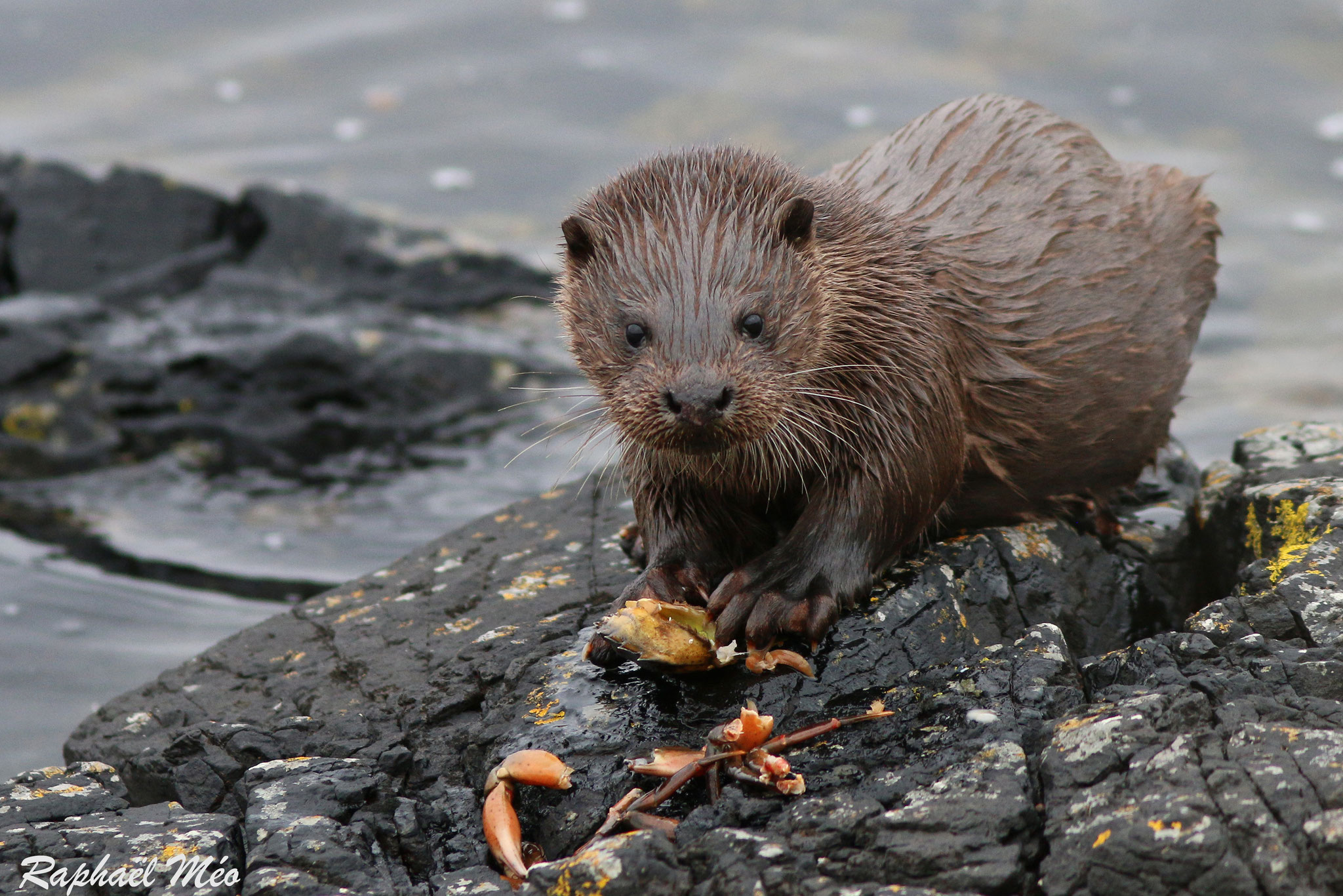 Isle of Mull