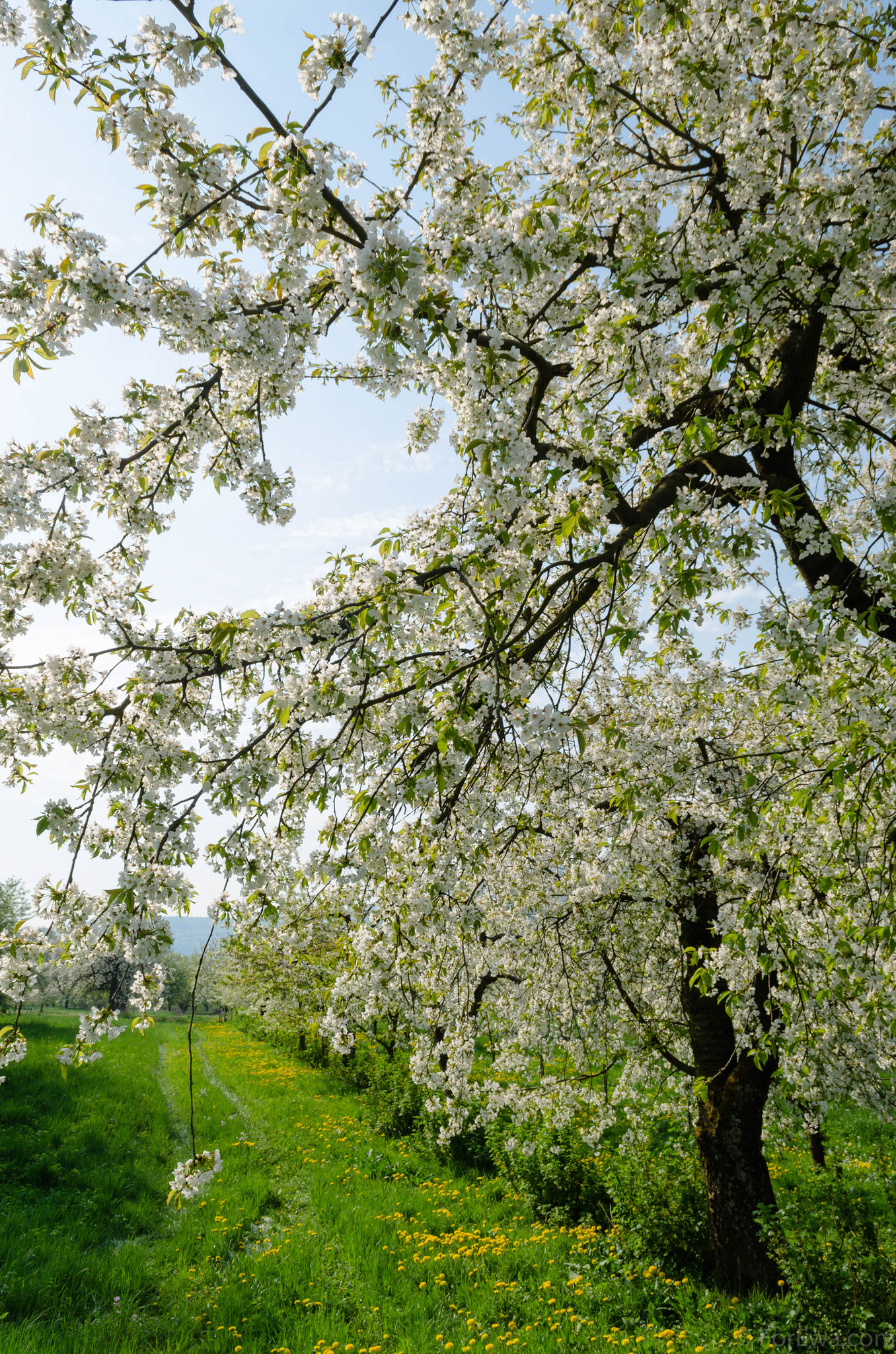 Kirschblüte in Pretzfeld, Deutschland