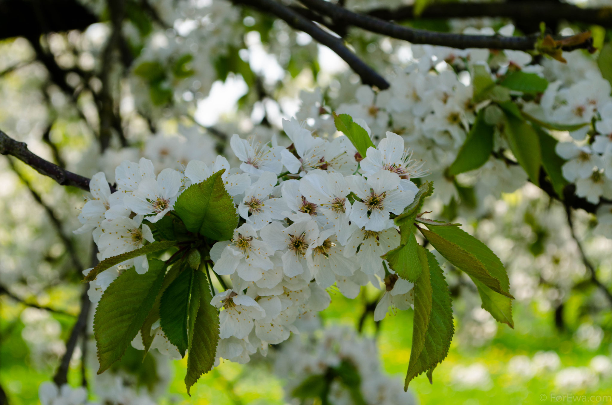 Kirschblüte in Pretzfeld, Deutschland