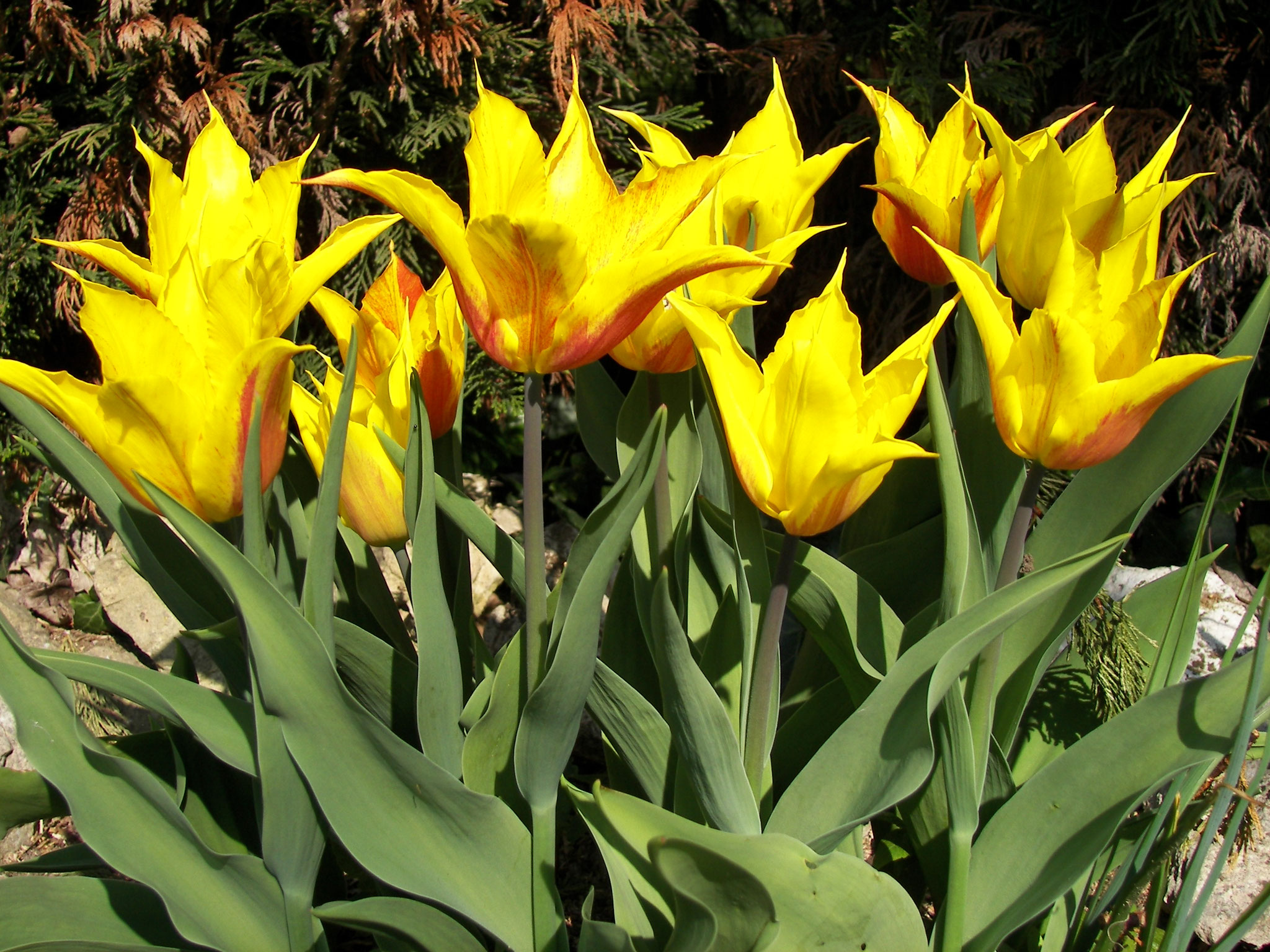 Floraison printannière, tulipes perroquet.
