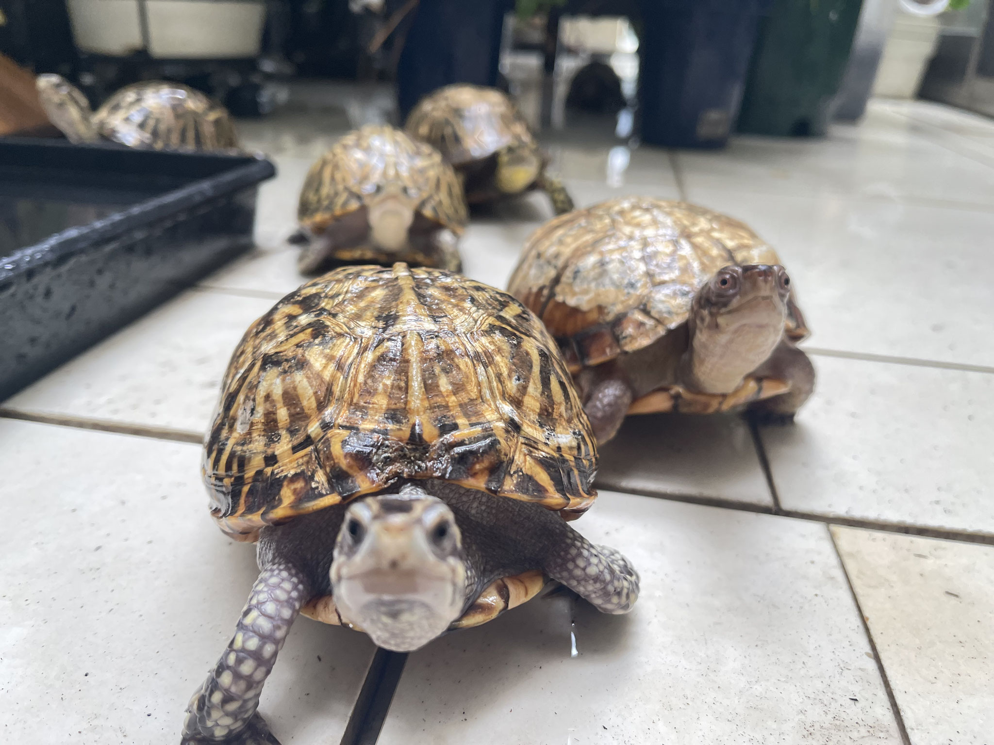 集まってきます