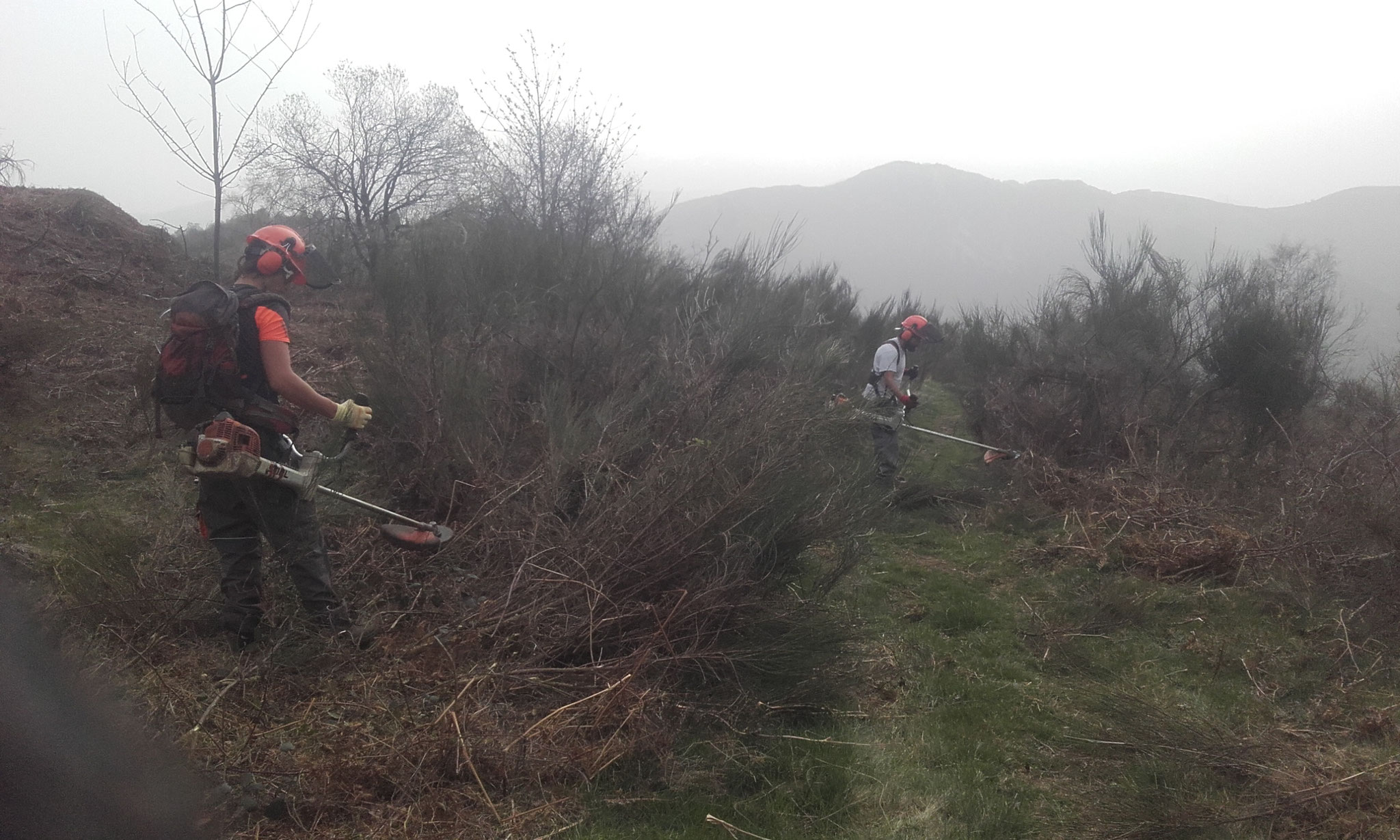 Débroussaillage et réouverture d'espaces pastoraux