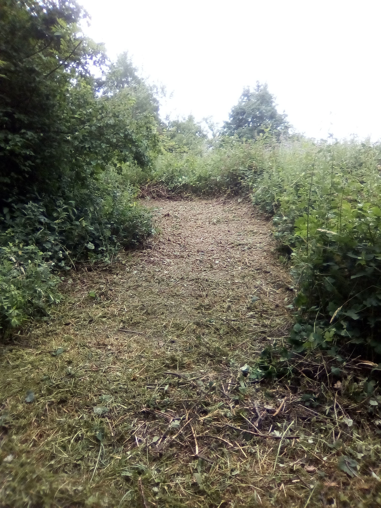 Ouverture de sentier