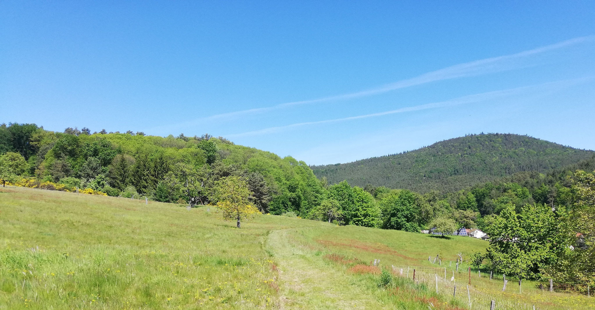 Bad Bergzabern, Blankenborn Waldwiesen