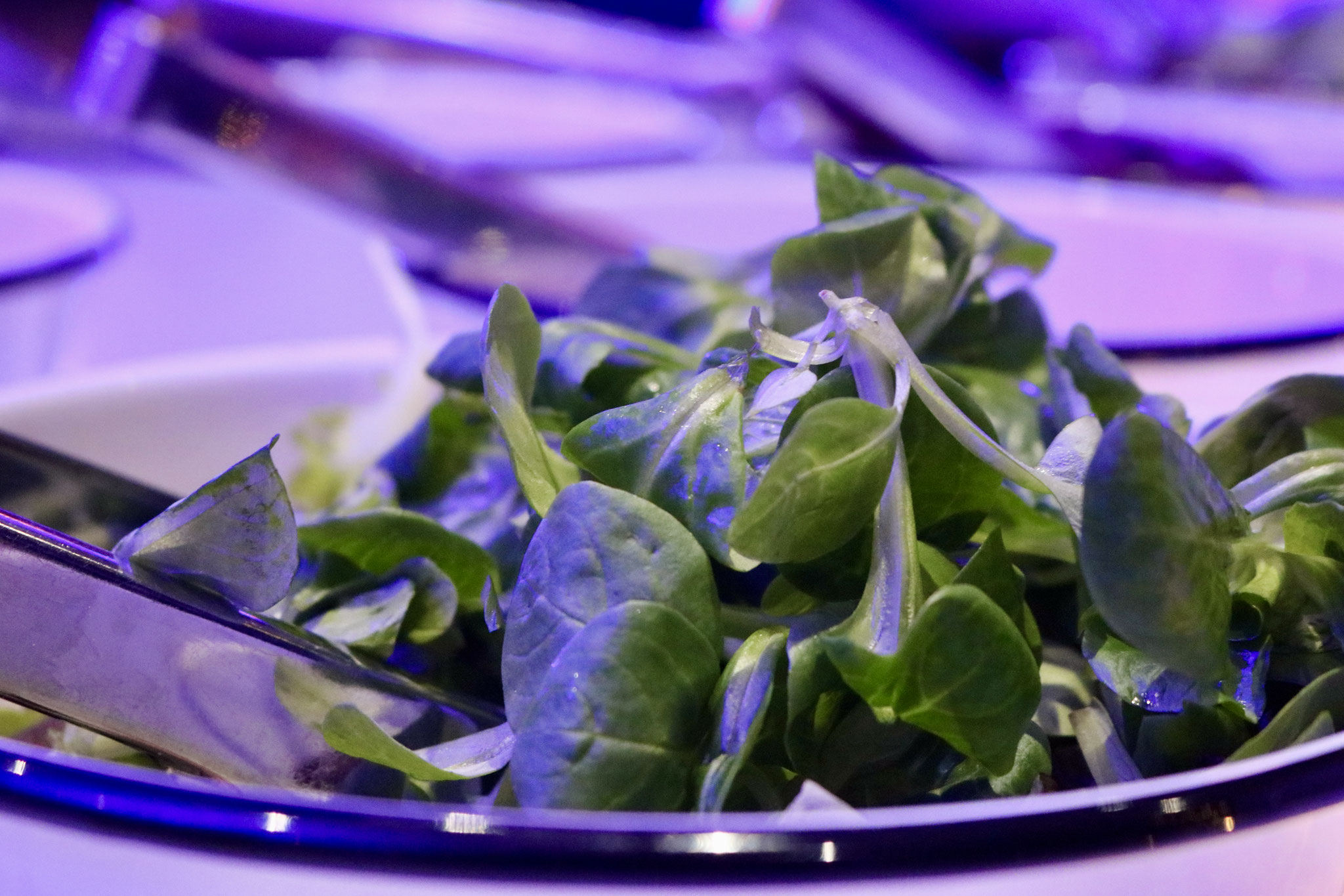 Salat - Buffet - Catering