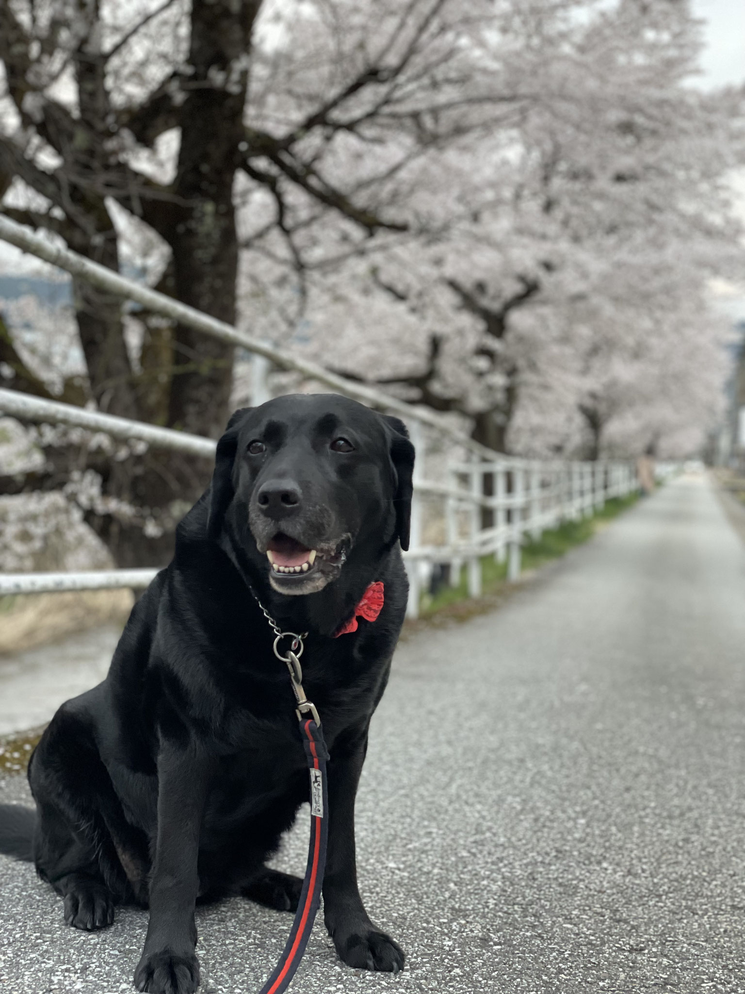 ヒバちゃんの桜ショット！