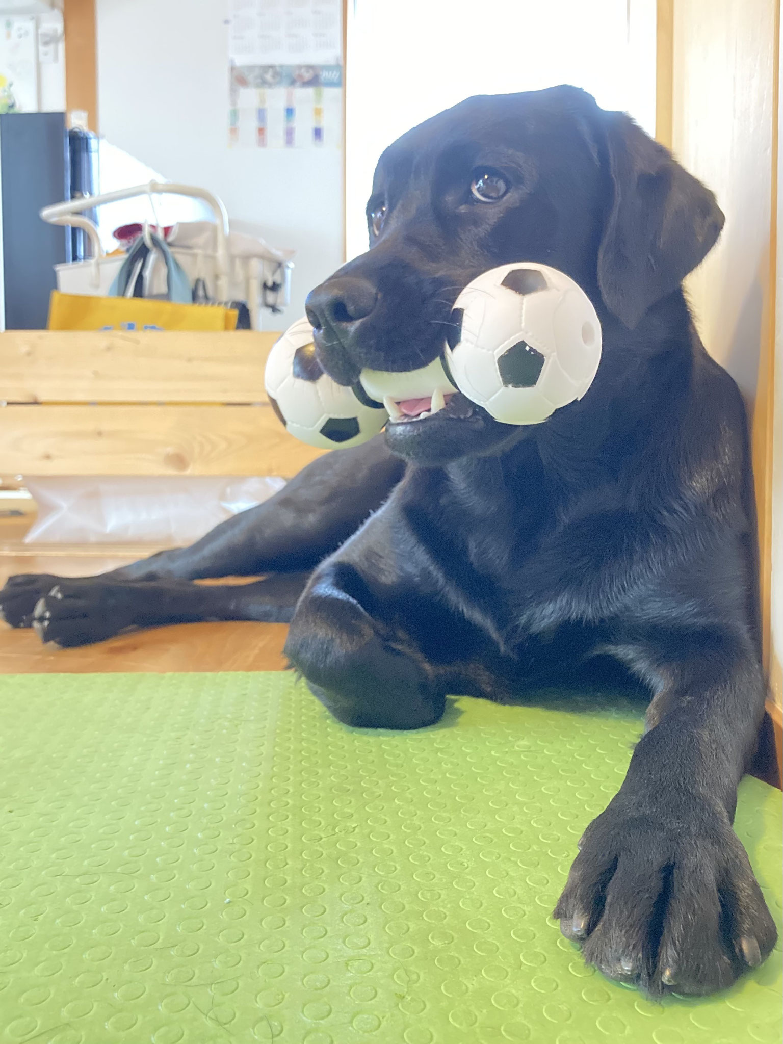 ライちゃん　お気に入りのサッカーダンベル！