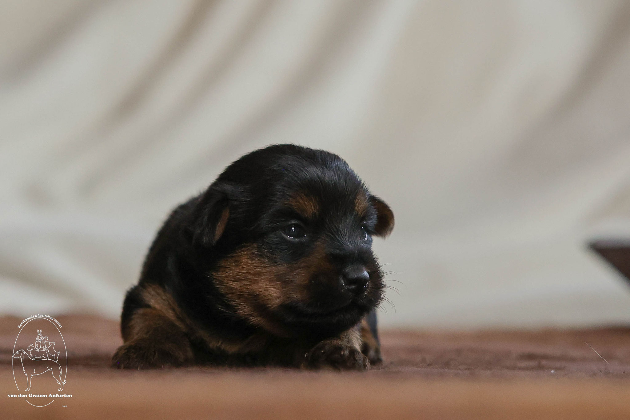 australian_terrier-_zucht_von_den_grauen_anfurten_welpen