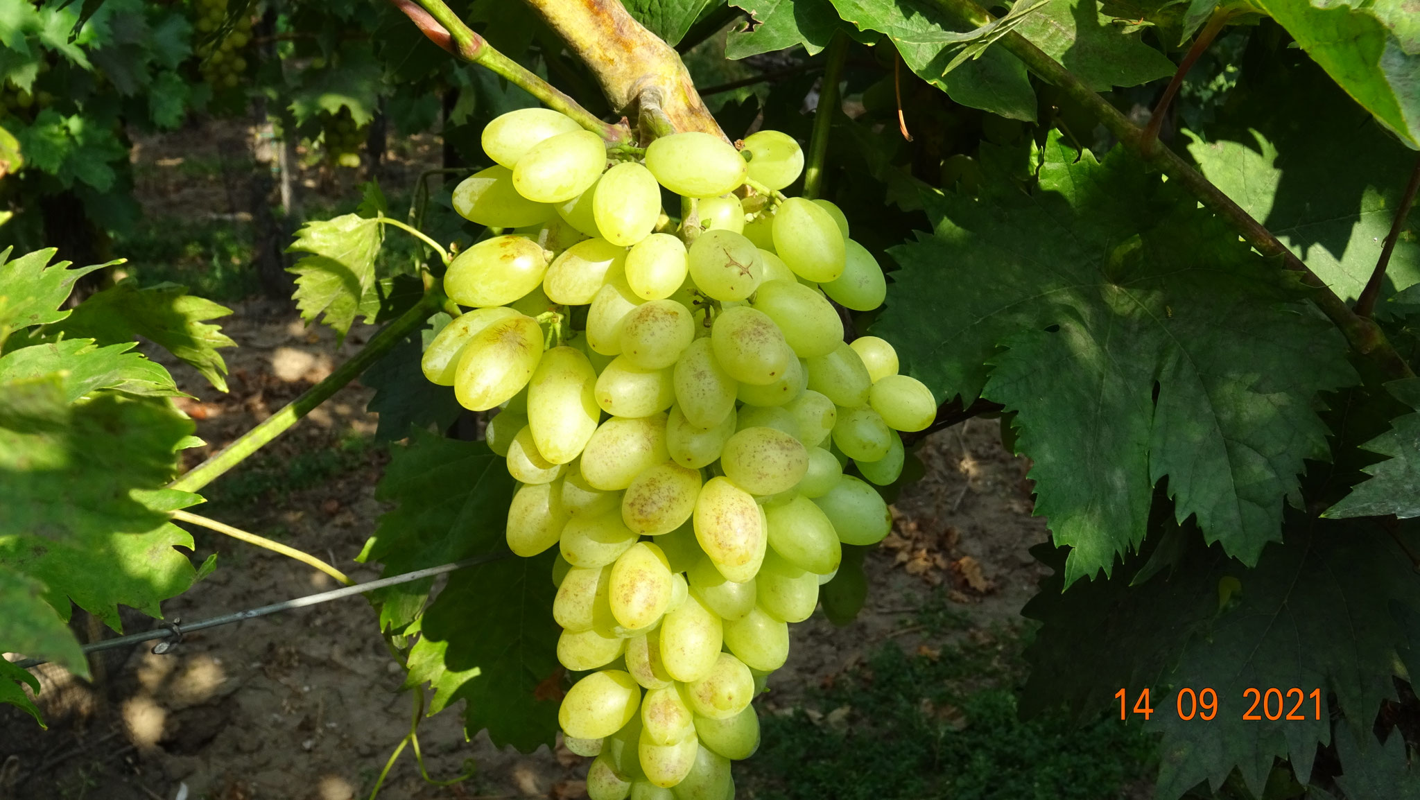 Centenial Seedless