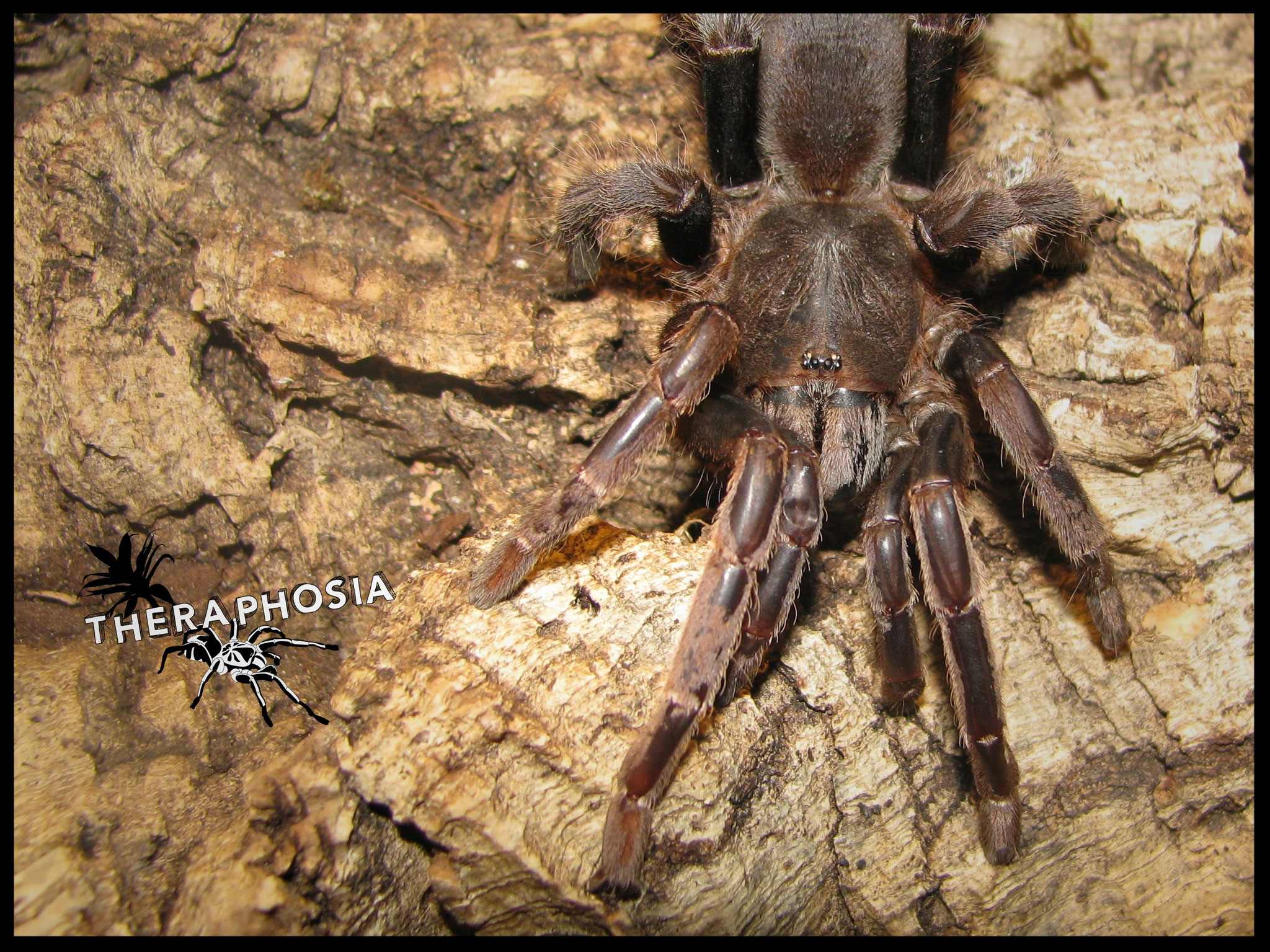 0.1 Lyrognathus robustus