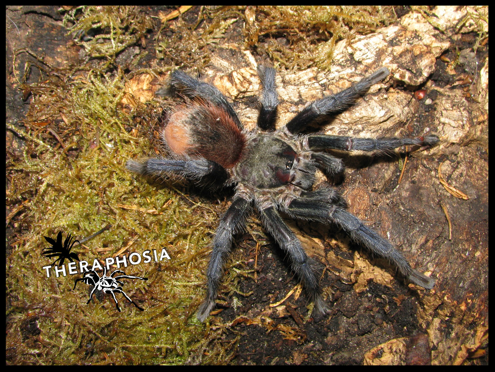 1.0 Pterinopelma sazimai