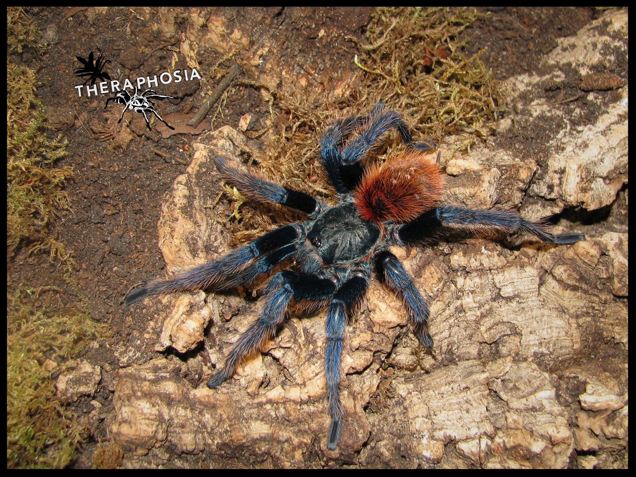 1.0 Chromatopelma cyaneopubescens