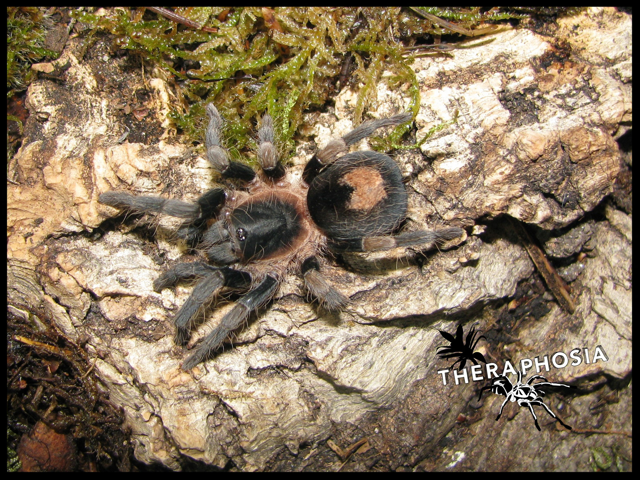 0.1 Cyriocosmus sp Tambopata