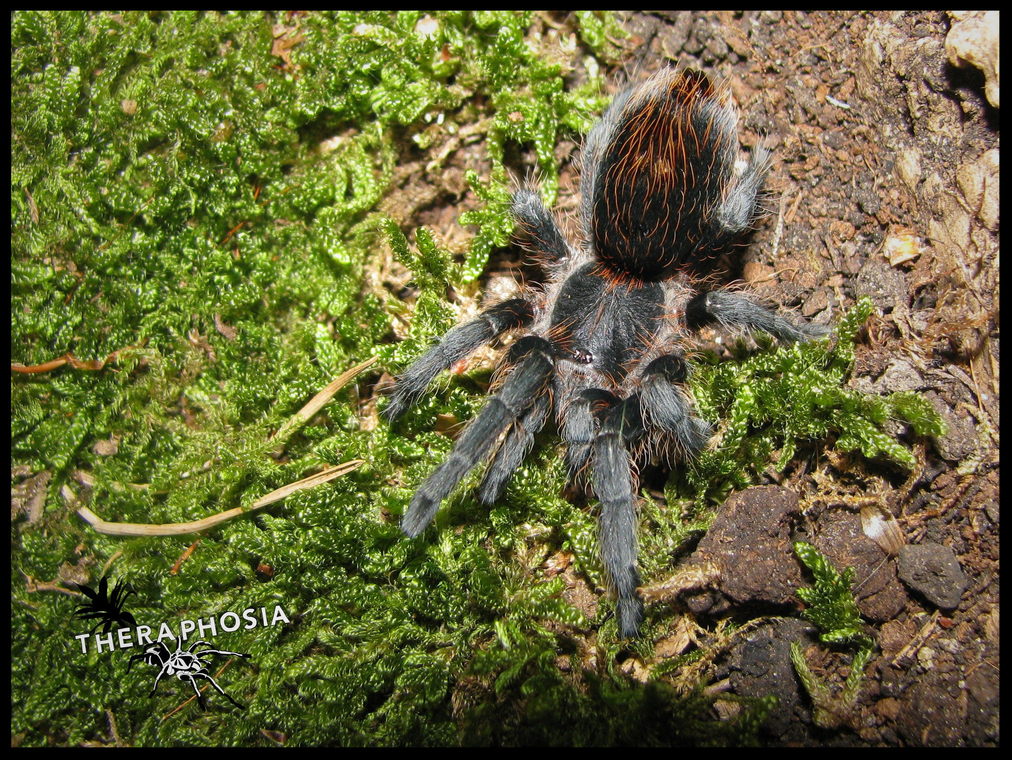 0.1 Plesiopelma longisternale