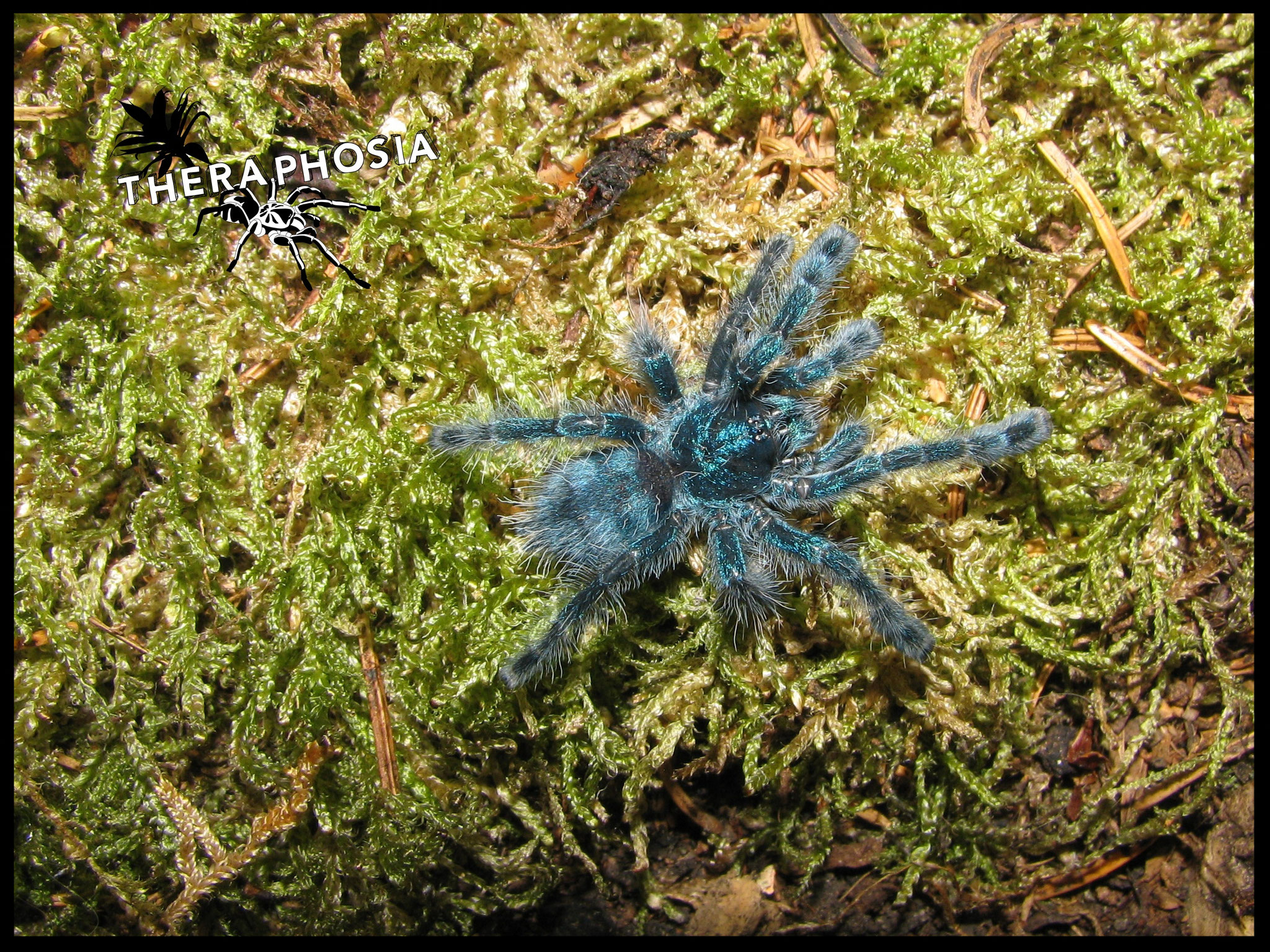 0.0.1 Caribena versicolor