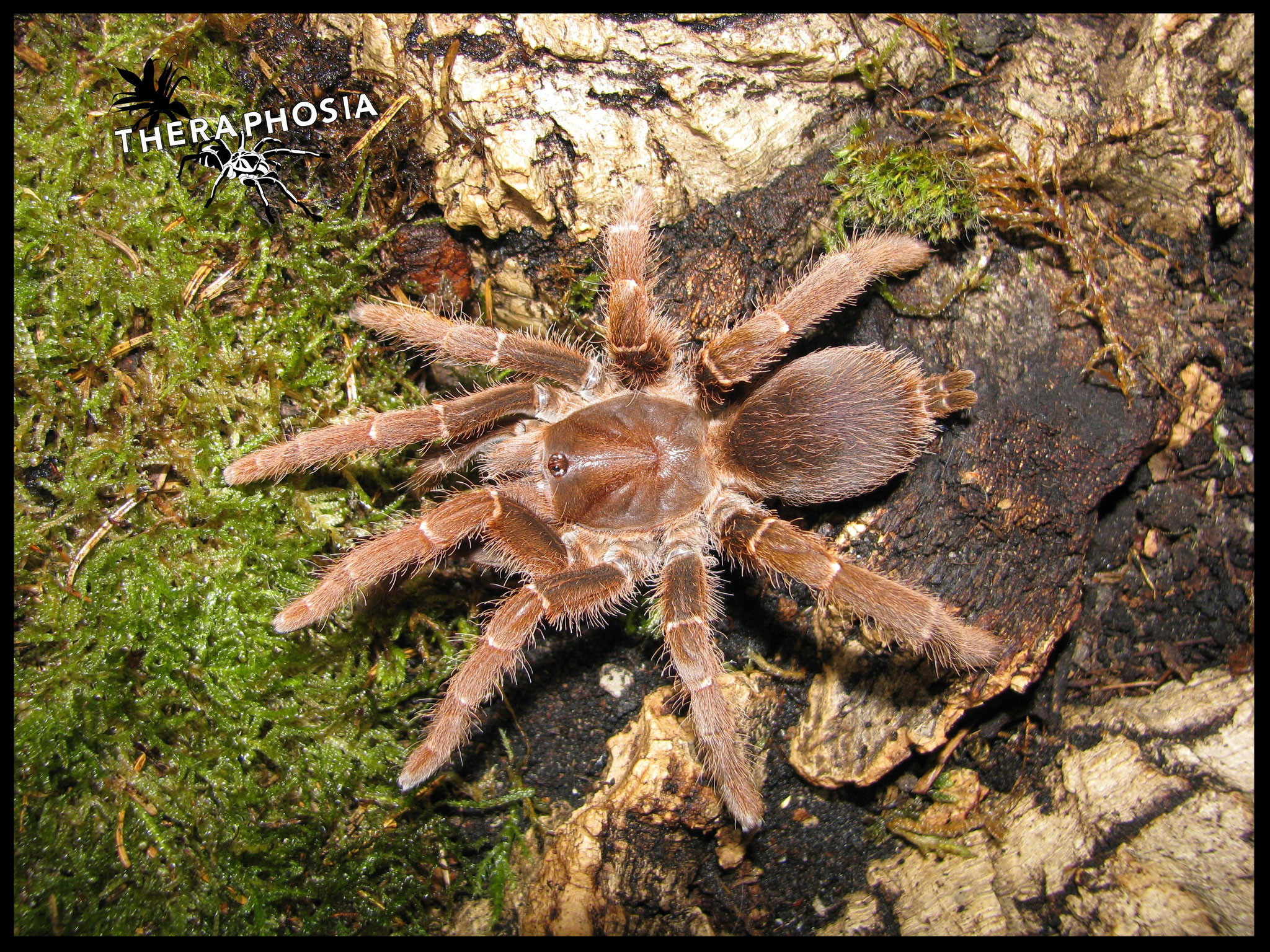 0.1 Pelinobius muticus