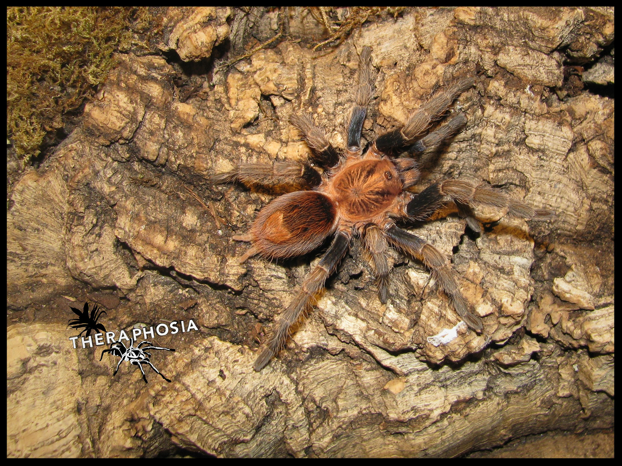 0.1 Bonnetina rudloffi