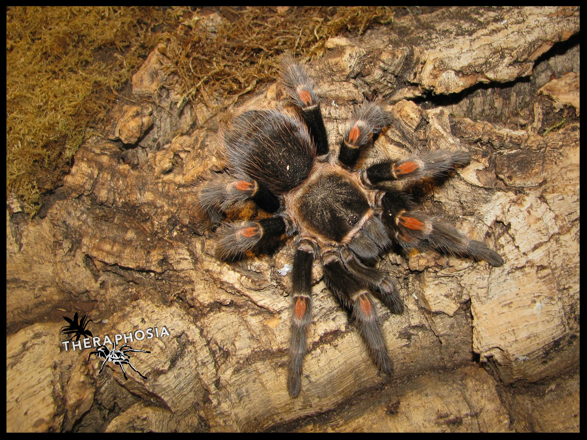 Brachypelma theraphosias Webseite!