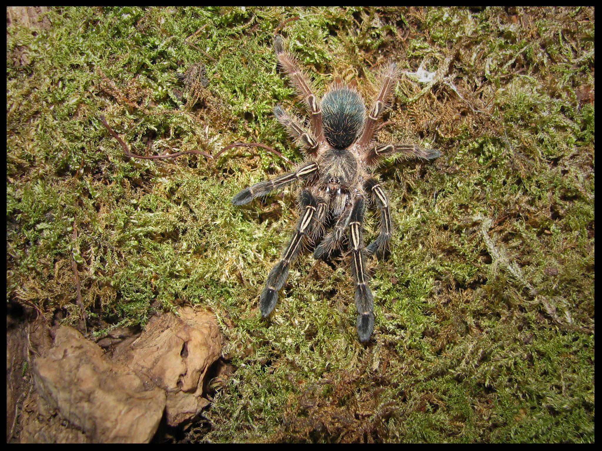 0.1 Ephebopus murinus juvenil