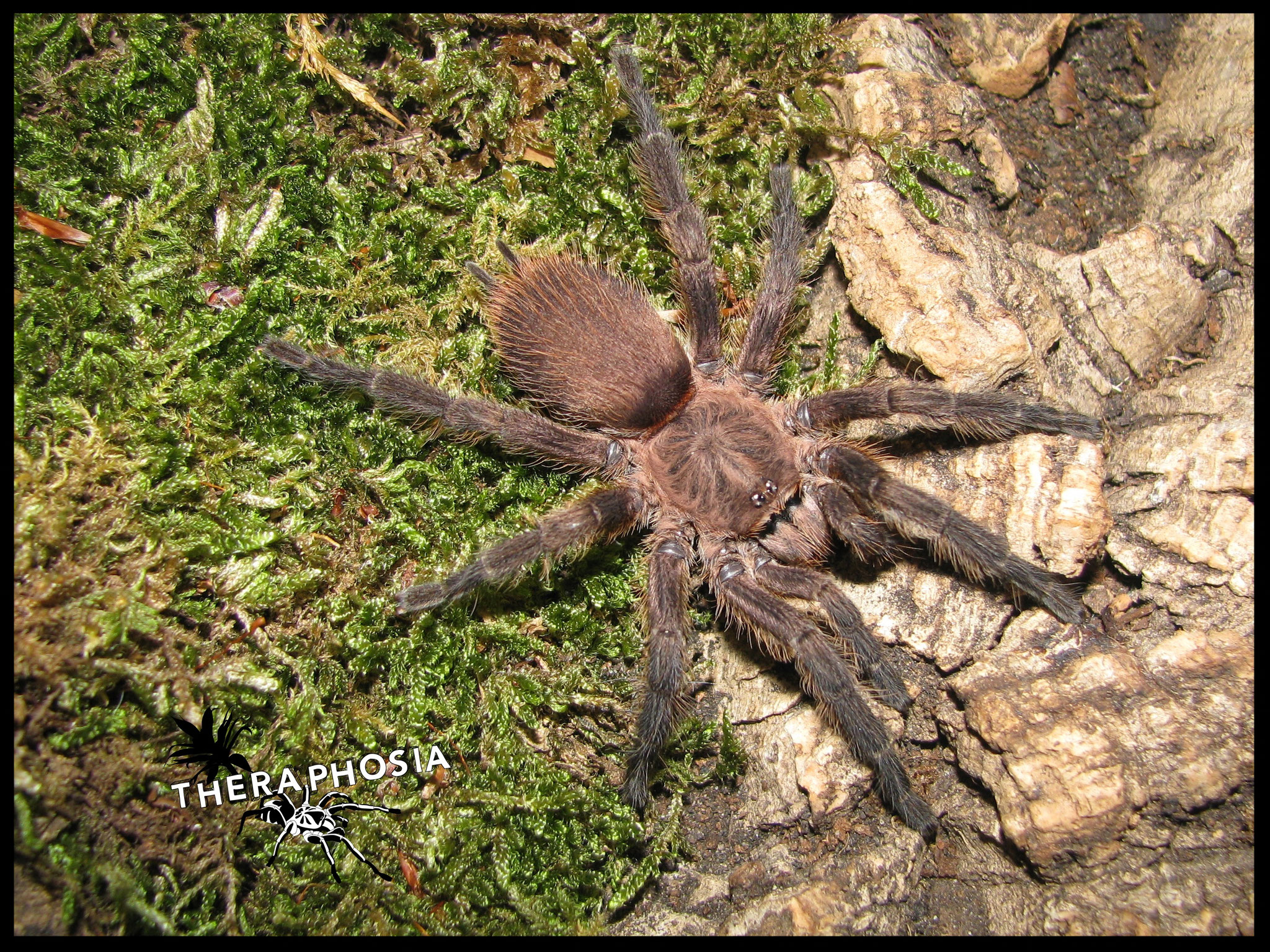 0.1 Dolichothele sp Atlantic forest