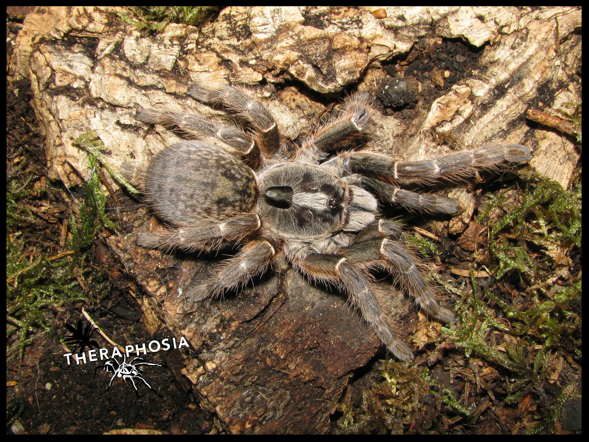 0.1 Ceratogyrus darlingi