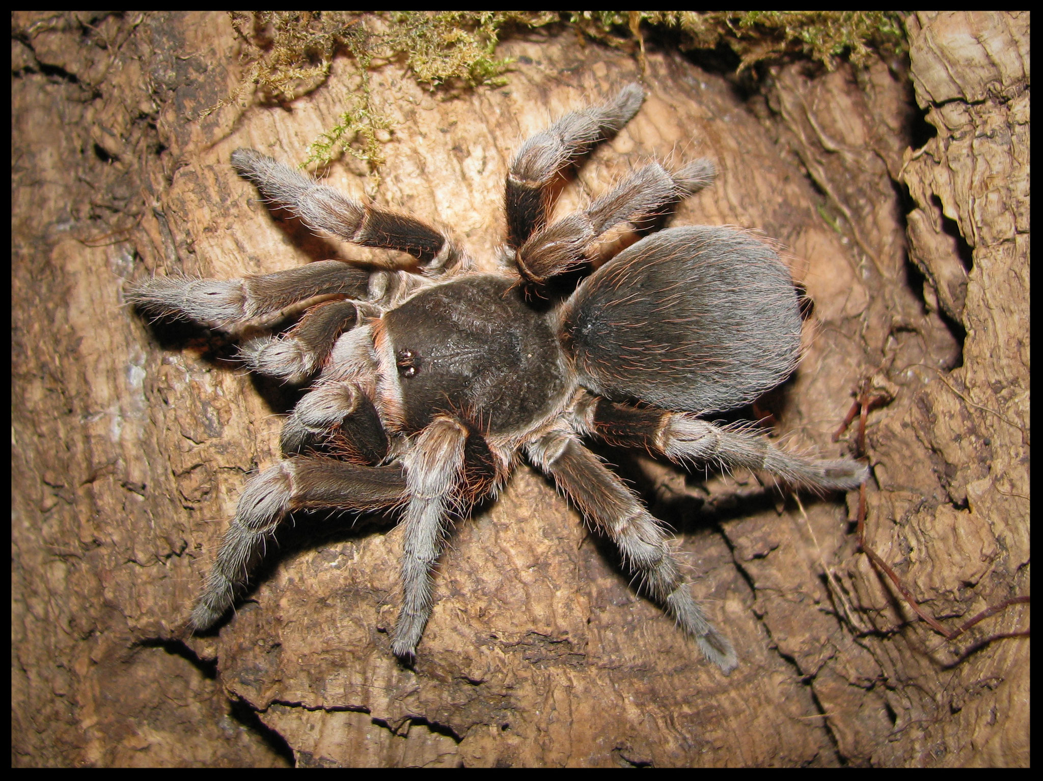 0.1 Acanthoscurria suina