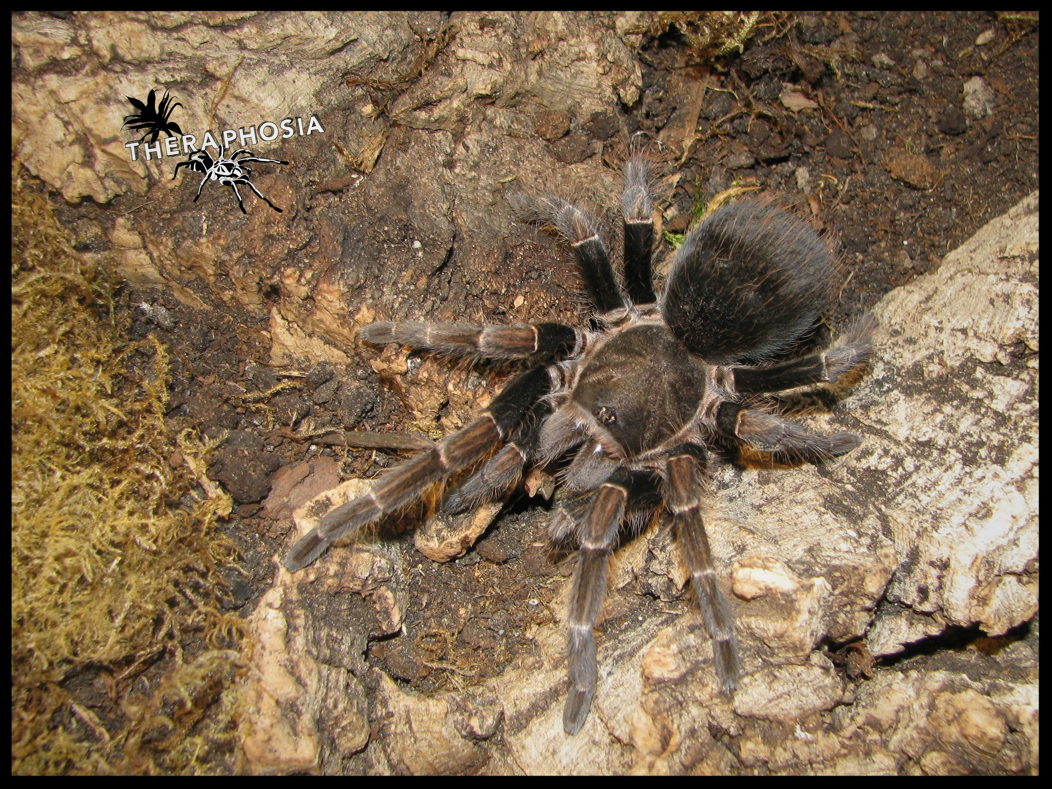 0.1 Pseudhapalopus sp. Langhaarig