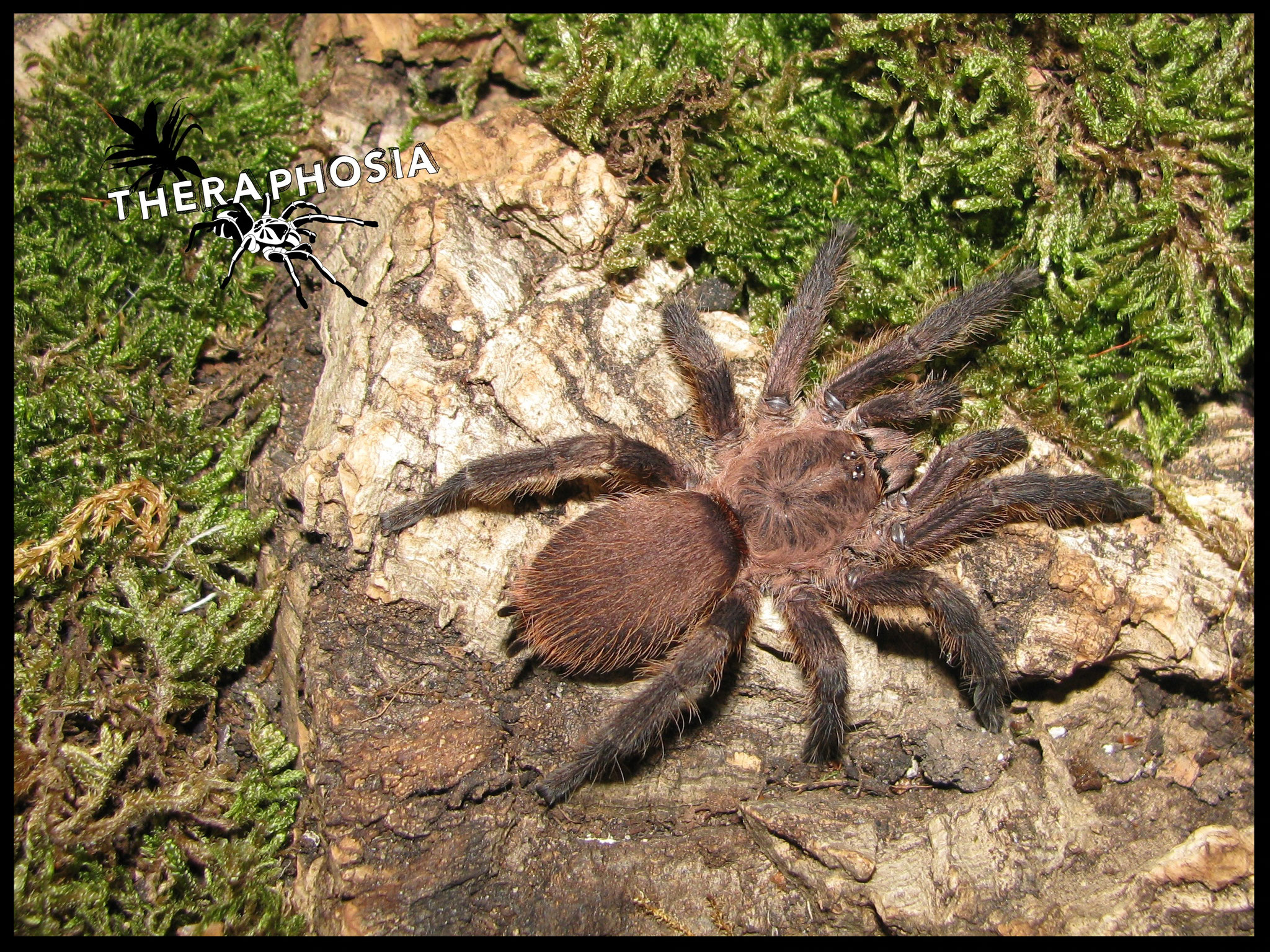 0.1 Dolichothele sp Atlantic forest